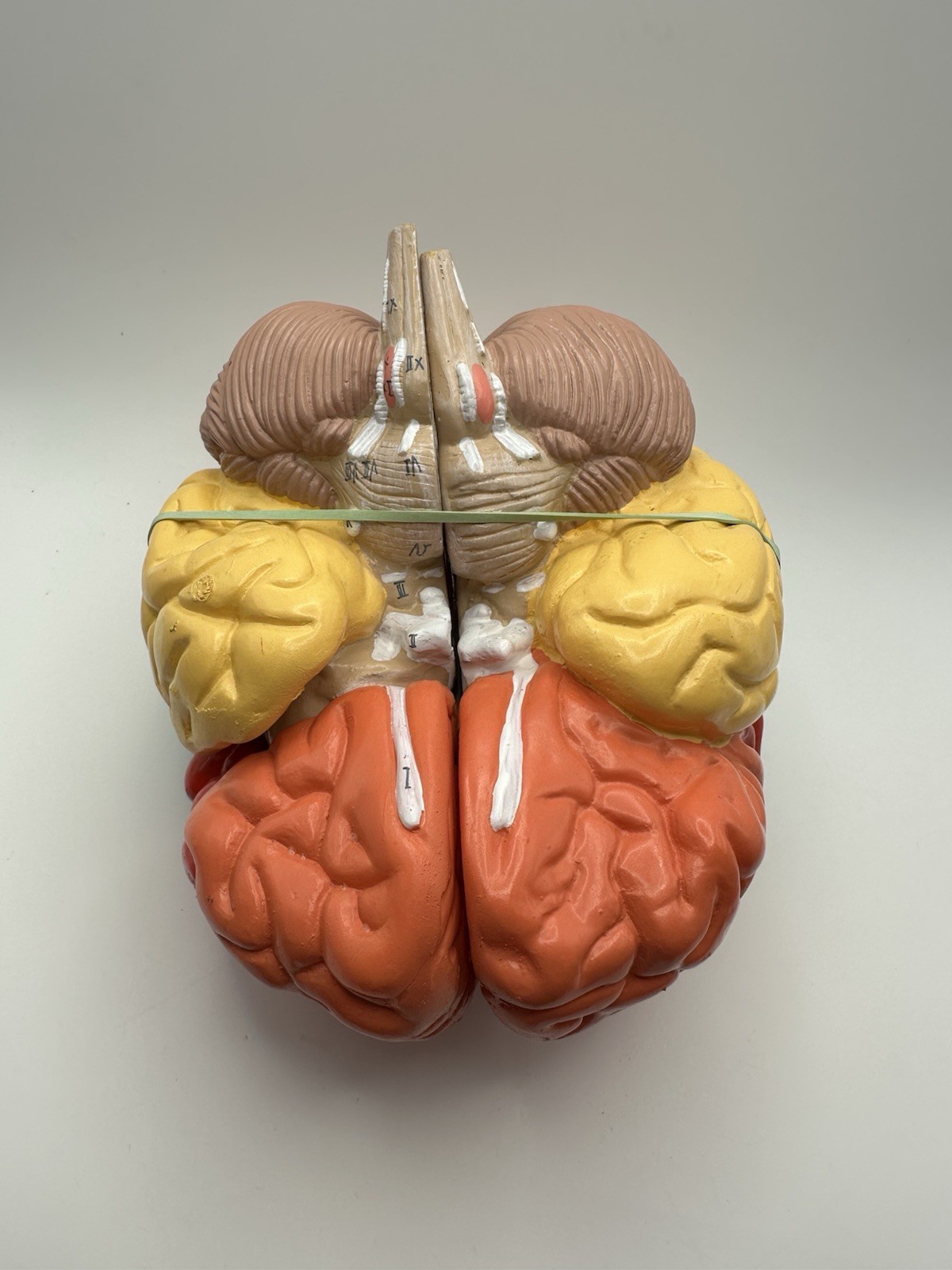 Human Brain Model Anatomy Teaching Brain Model 3 Part No Stand