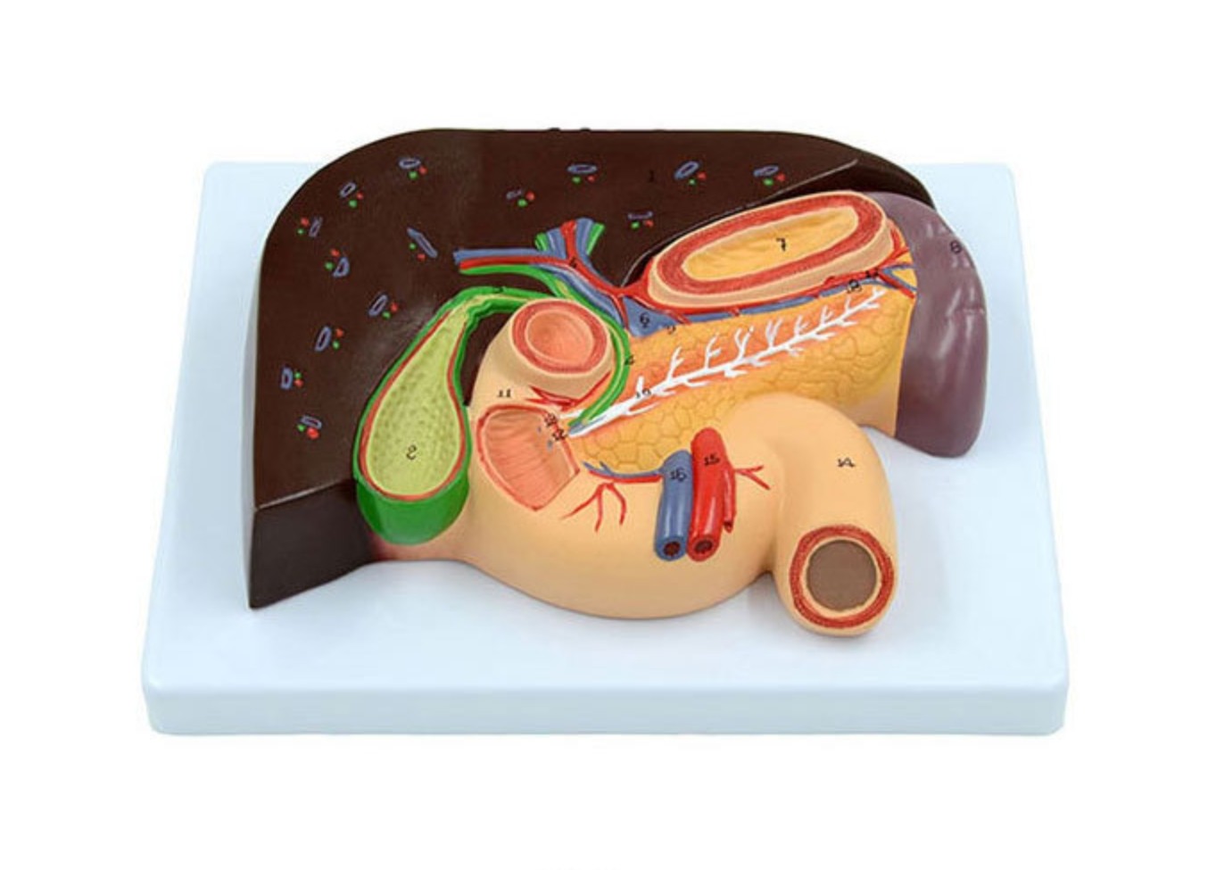 1:1 life size Human Digestive System Model Medical Science Stomach Anatomy
