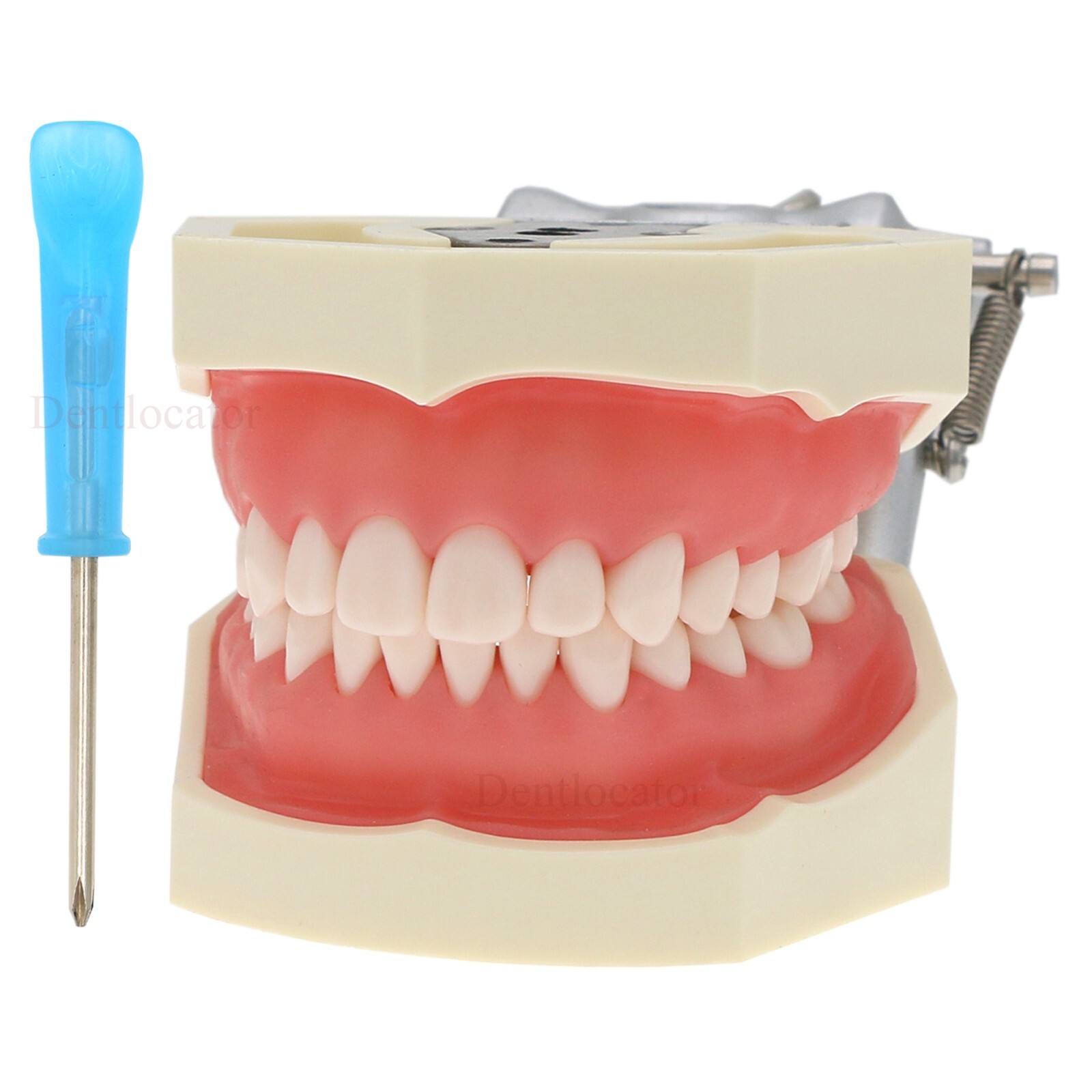 US Dental Typodont Teeth Models fit Kilgore NISSIN 200/500 Type & Columbia 860
