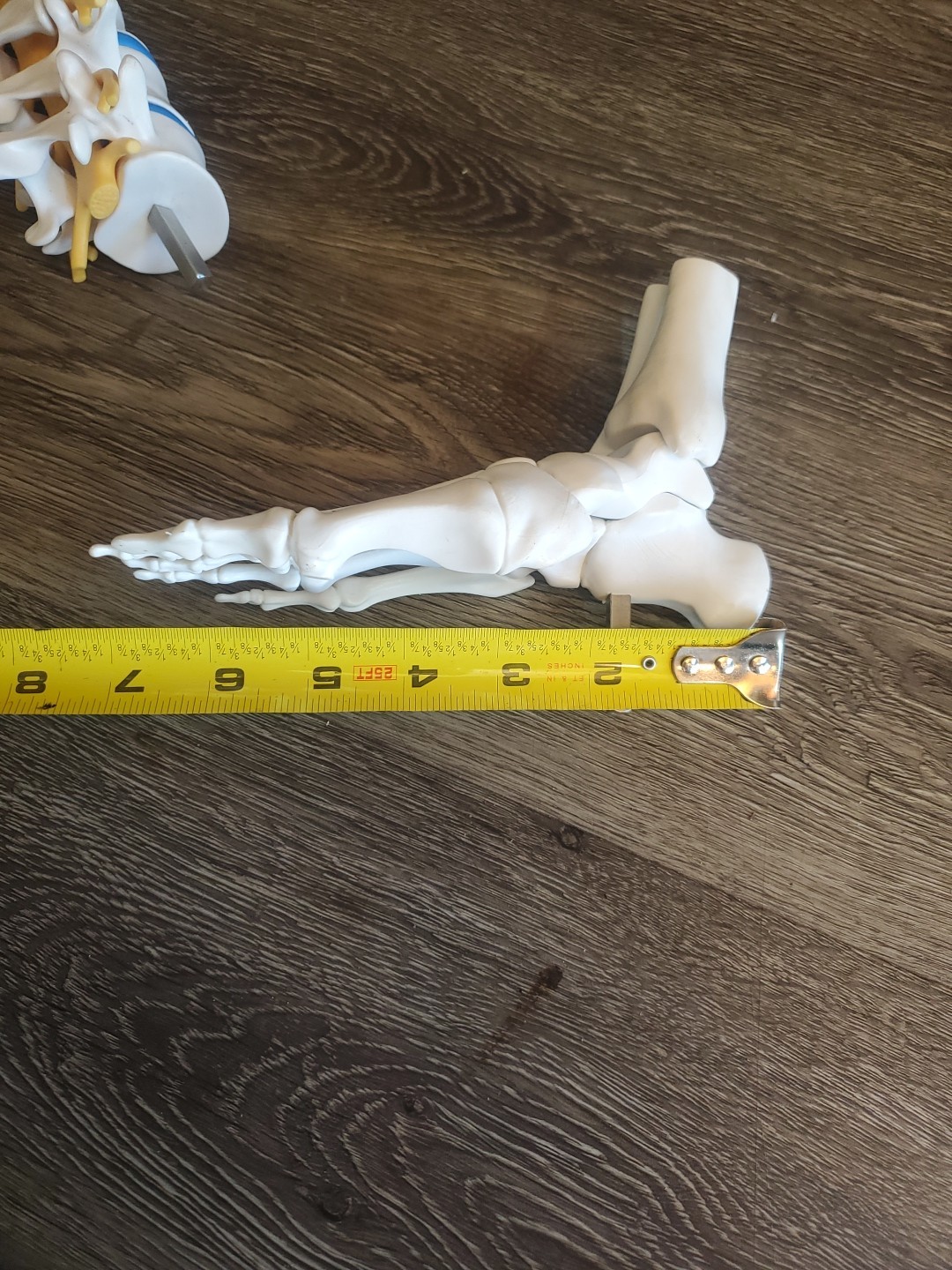 Human Foot Spine Skeleton Model, Life Size Medical Anatomy Foot and Ankle