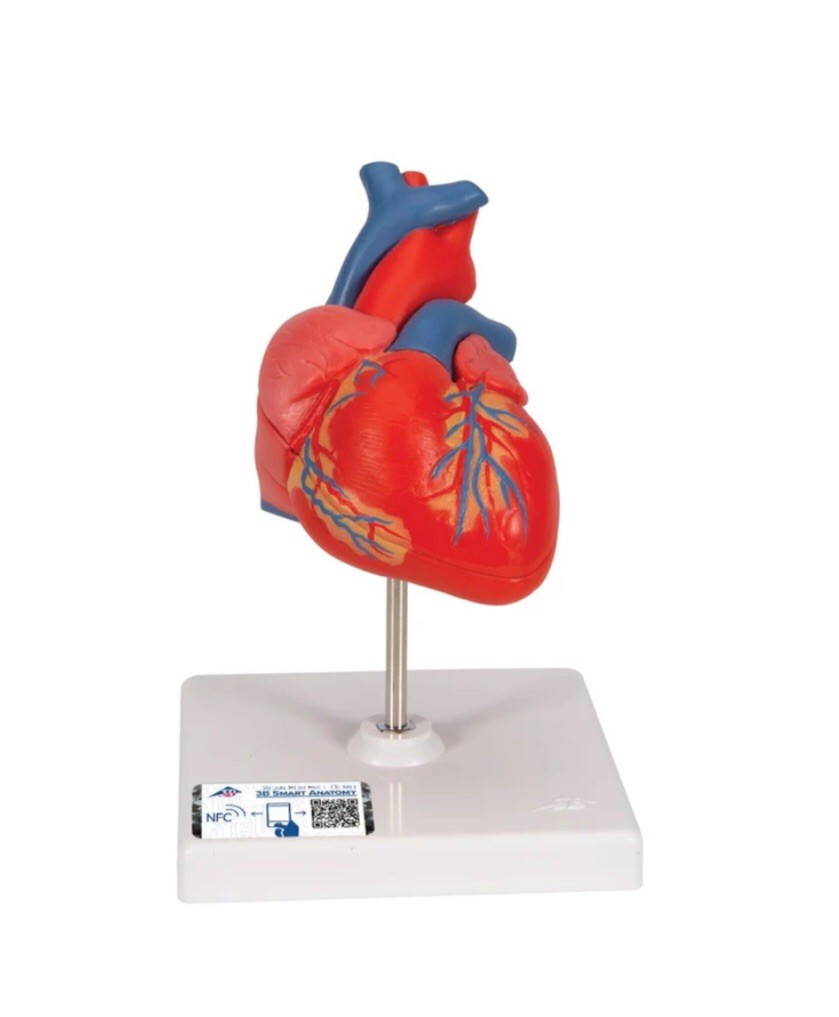 3B Scientific G08 Classic Human Heart Model 2 Part Anatomical Model New