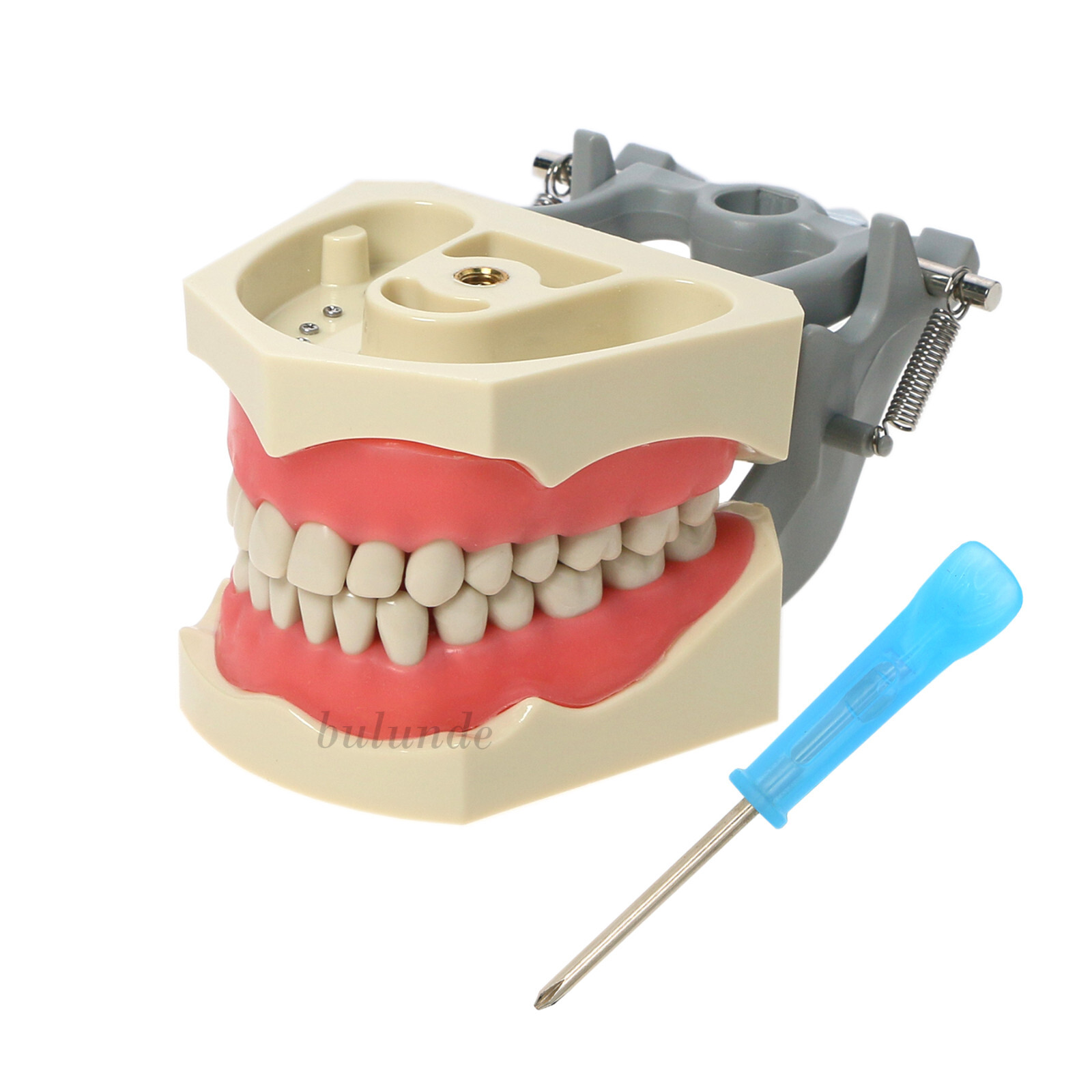 Multiple Types Dental Teeth Model Typodont Ortho Implant Practice Demo Teaching