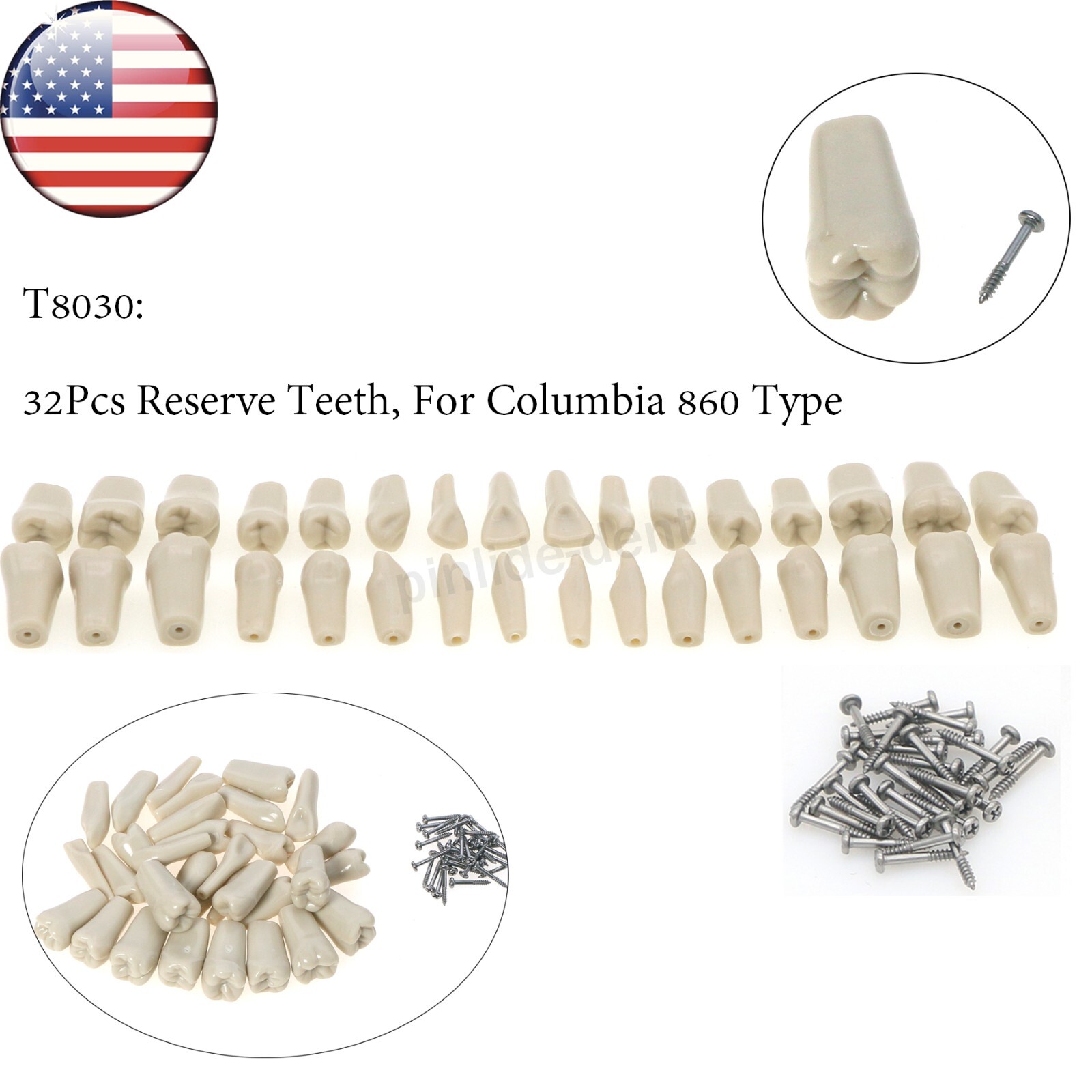 US Dental Columbia Dentoform 860 Type Typodont Model With 32Pcs Removable Teeth