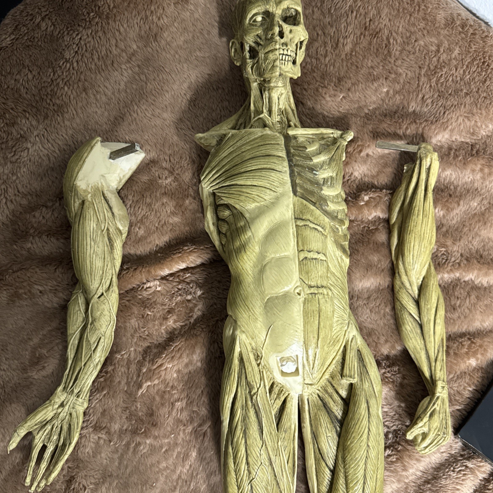 Andrew Cawrse Ver. 1 Human Anatomy Male Original Sculpted & Painted 161 of 2000
