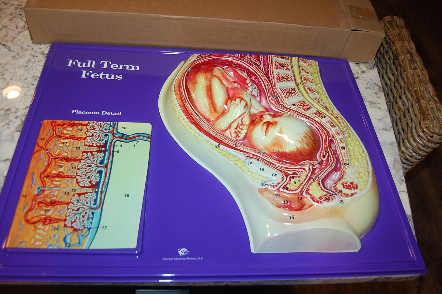 Full Term Fetus Model Activity Set – 24″ x 18″ HUBBARD