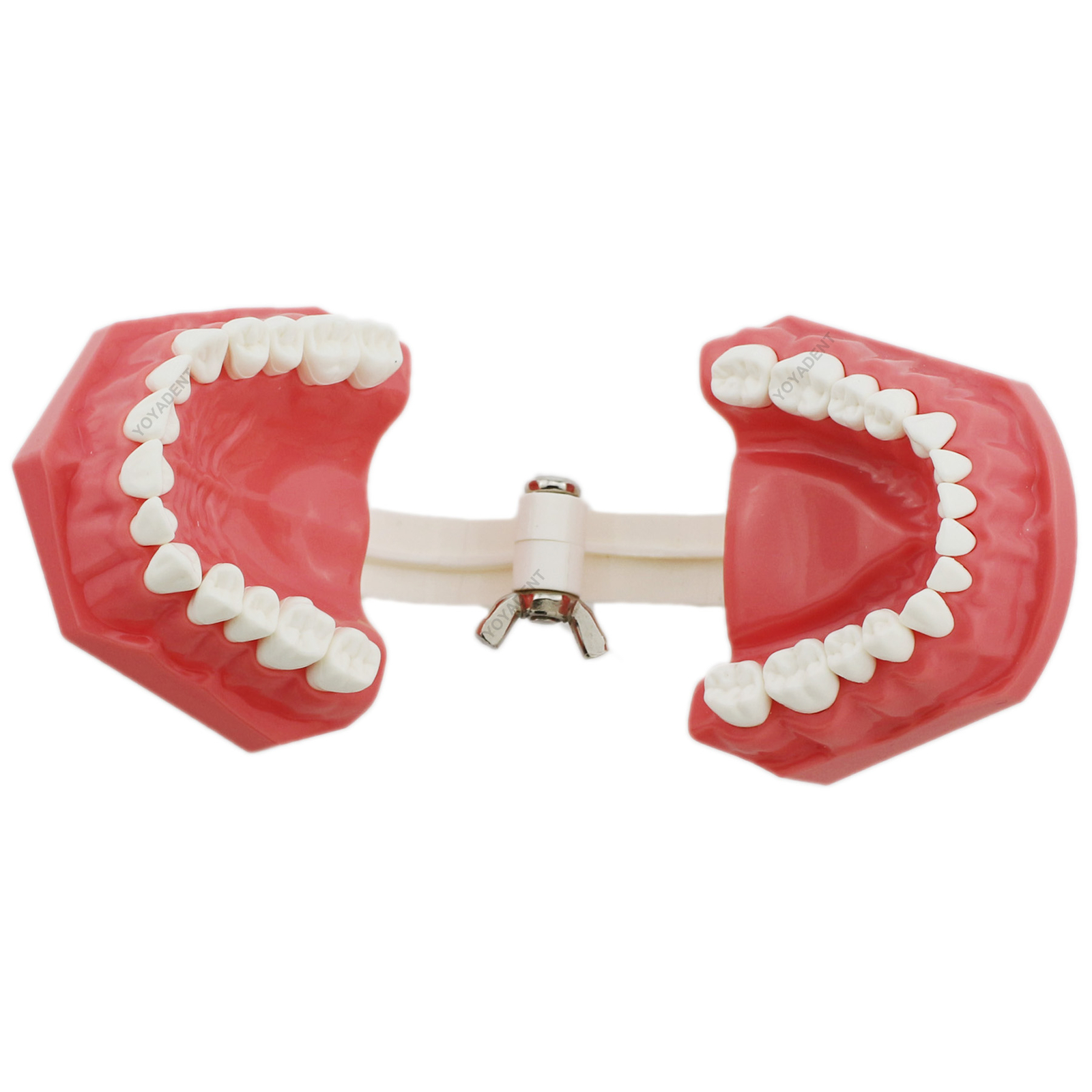 Dental Teeth Model Standard 1:1 Brushing Flossing Practice Teaching Model M7010