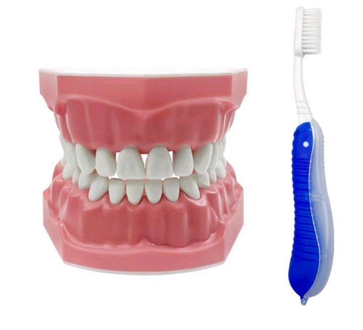 Hinged Dental Typodont Teeth Model with Toothbrush 1.5 Times Large