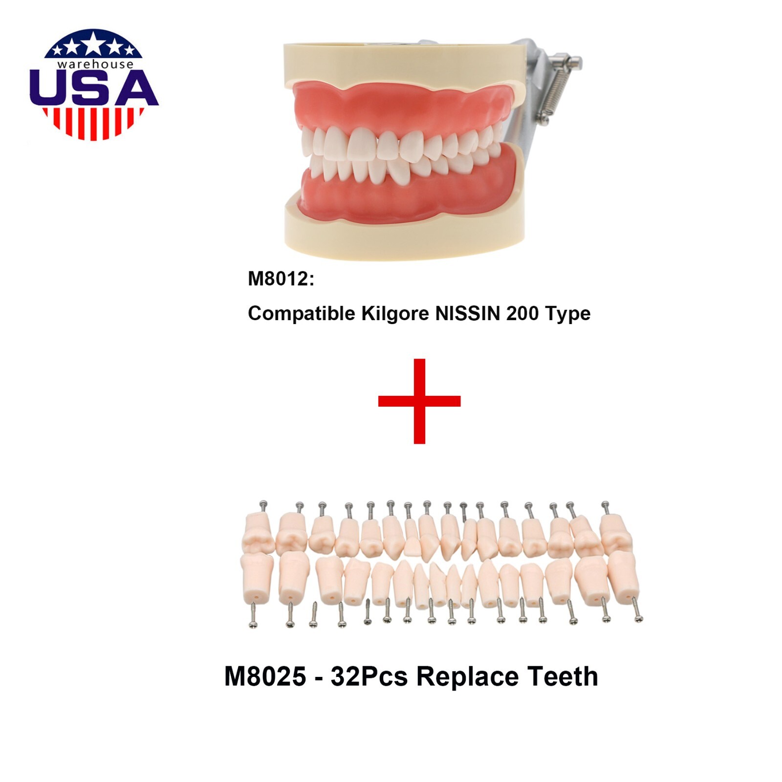 Dental Kilgore NISSIN 28/32 Pcs Type Teeth Typodont Model With Removable Teeth