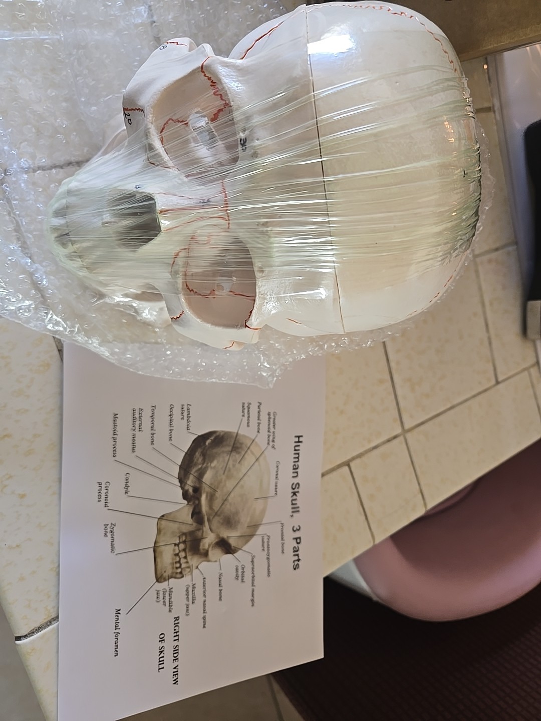 Human Skull with Sutures 3 Part Anatomical Model, Medical Curiosities New In Box