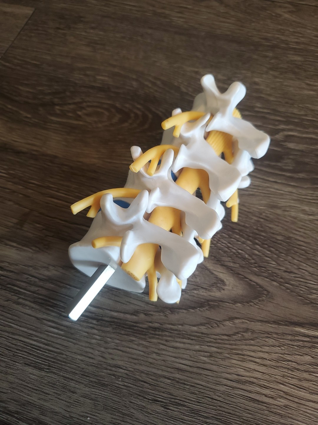 Human Foot Spine Skeleton Model, Life Size Medical Anatomy Foot and Ankle