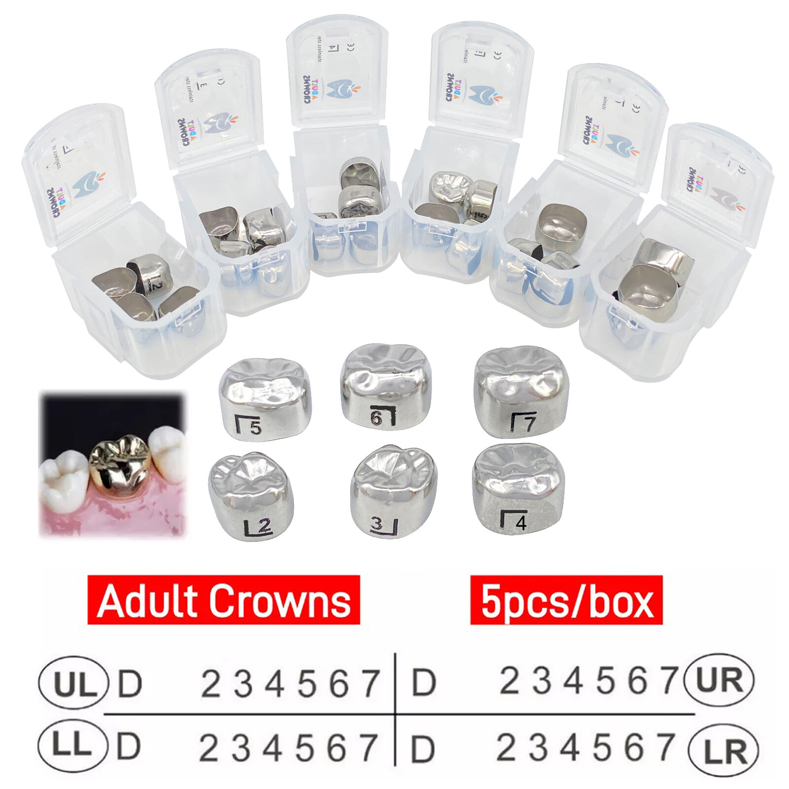 DENTAL STAINLESS STEEL Adult Permanent Molar CROWN All Size 5/Pk Compare to 3M