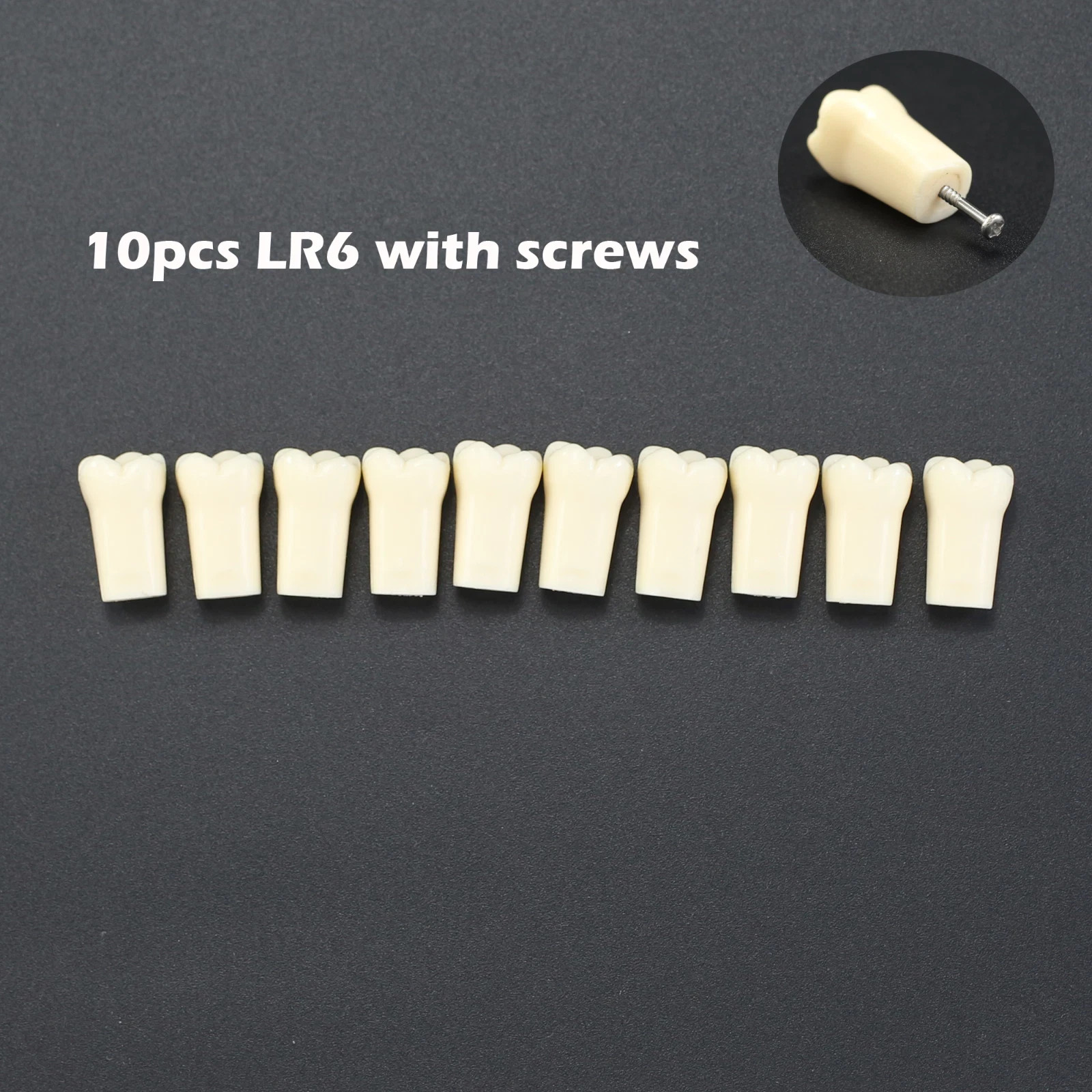 Kilgore NISSIN 200 Dental Typodont Individual Teeth Replacement for 32 Teeth
