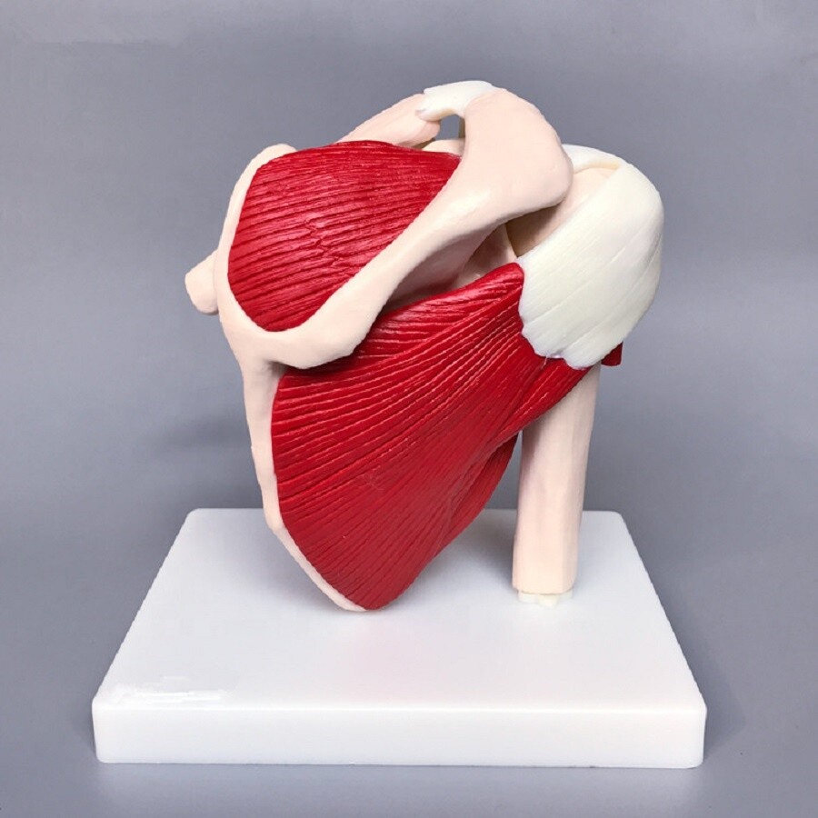 Human Shoulder Joint Ligament Muscled Skeleton Anatomical Model For Teaching US