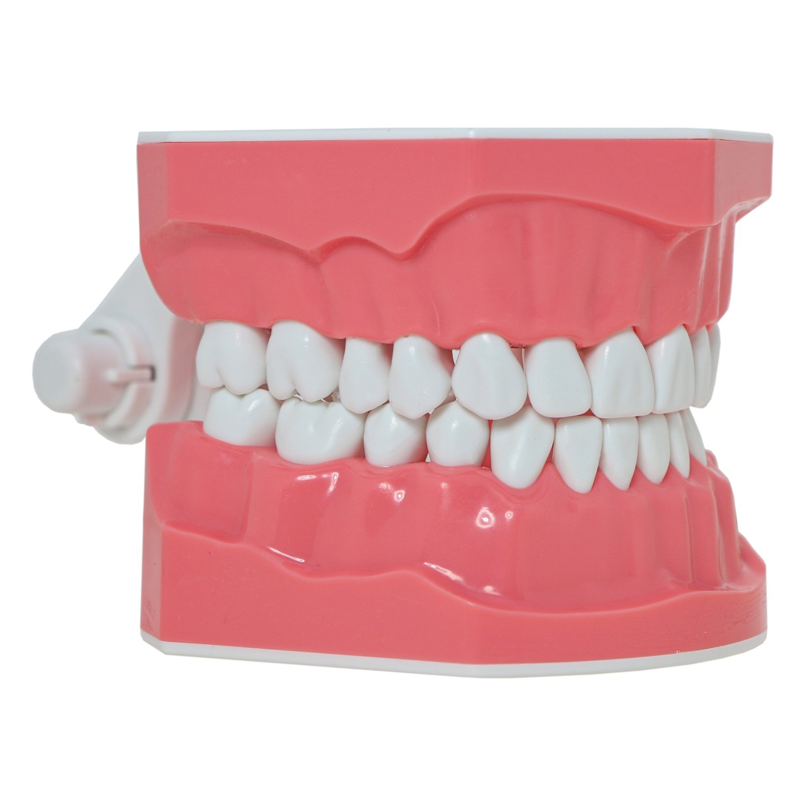 Dental Typodont Orthodontic Teeth Model with Brackets Brushing Flossing Practice