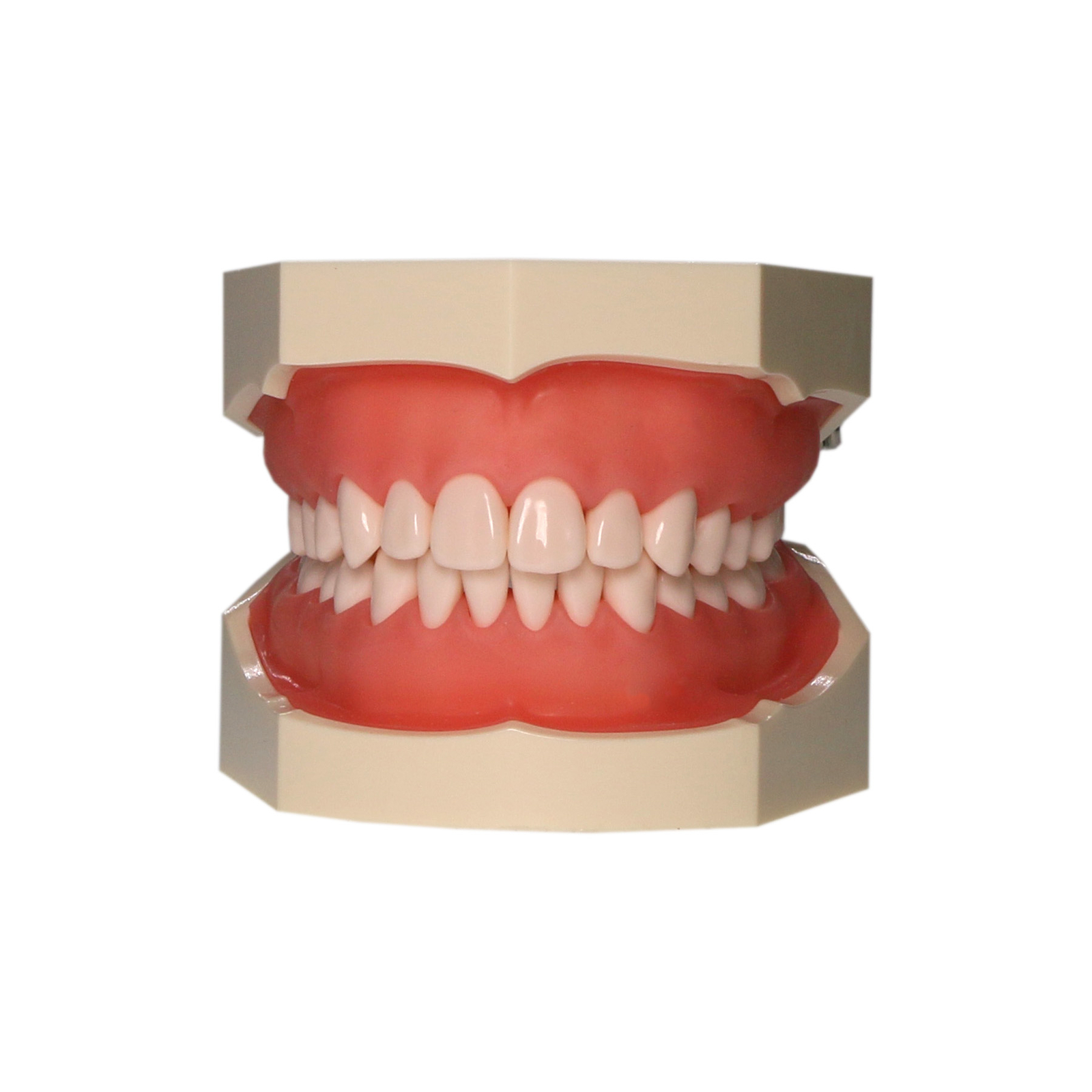 32pcs Removable Dental Typodont Columbia 860 Type Teeth Exam Restorative Model