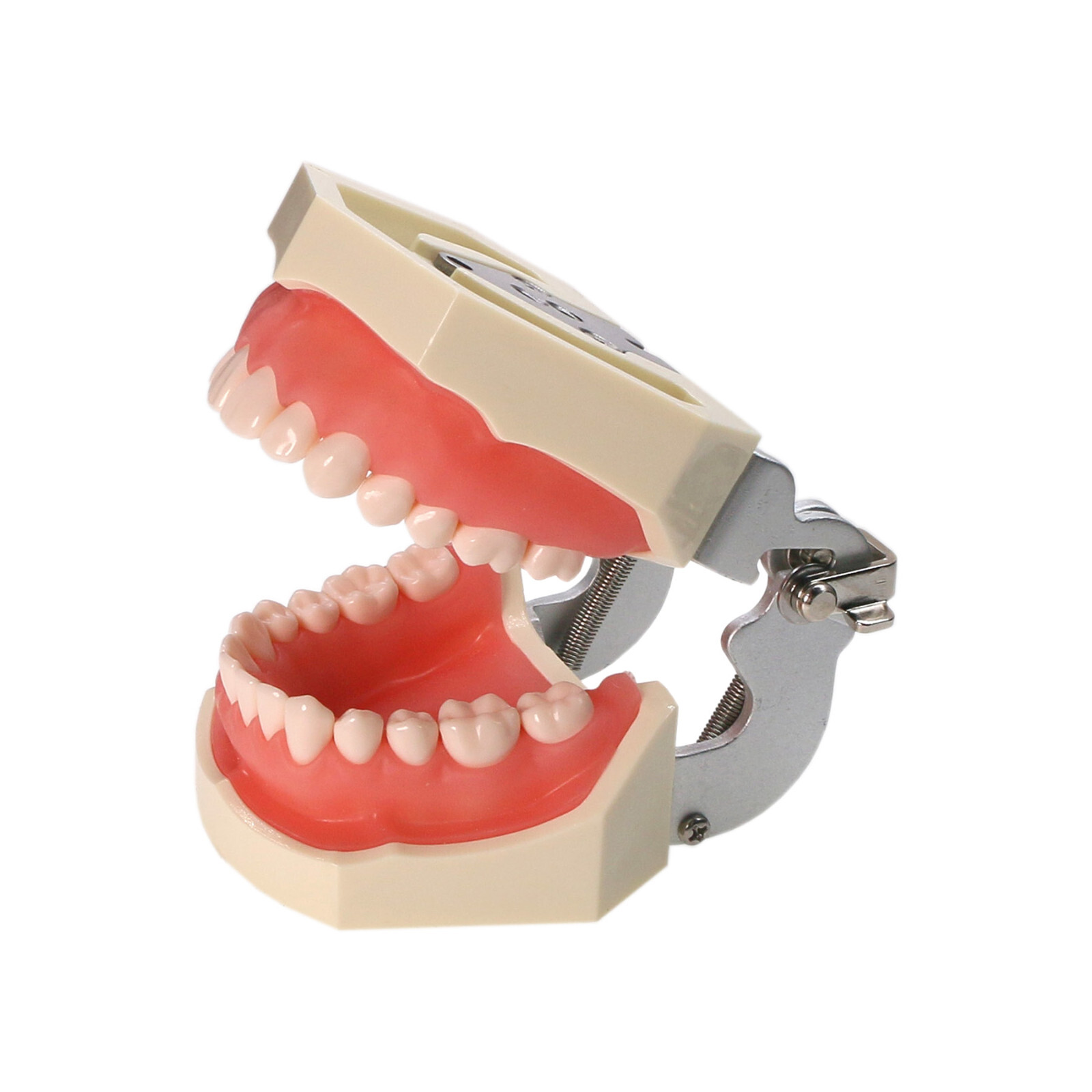 Dental Typodont Teeth Model fit Kilgore NISSIN 200/500 Type With Removable Teeth