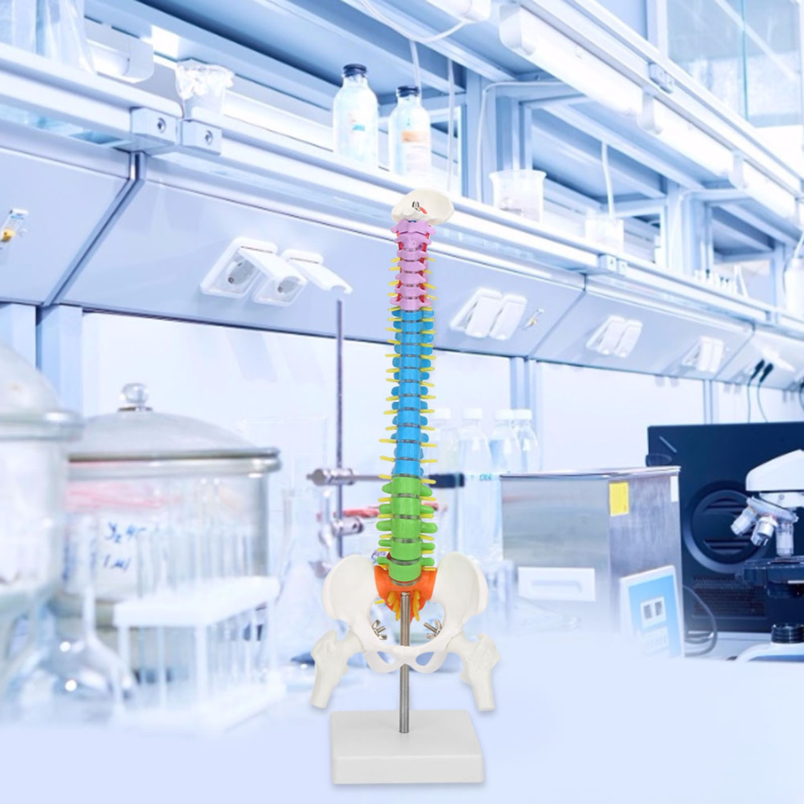 Life Size Flexible Human Spine Model For School Teaching FIS