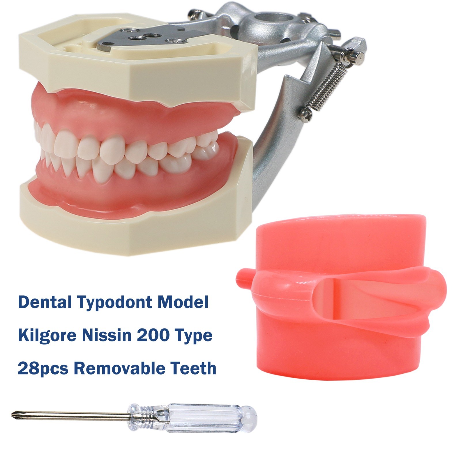 US Kilgore nissin 500 Dental 28 Teeth Model Replace Teeth typodont mounting pole