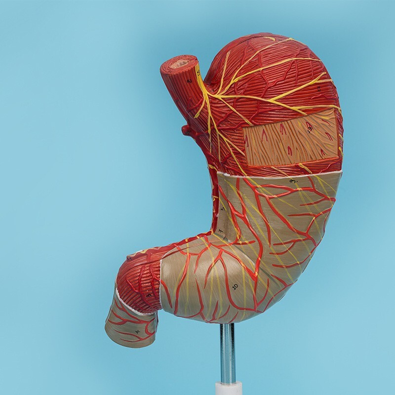 1.5x Size Human Digestive System Model Medical Science Stomach Anatomy