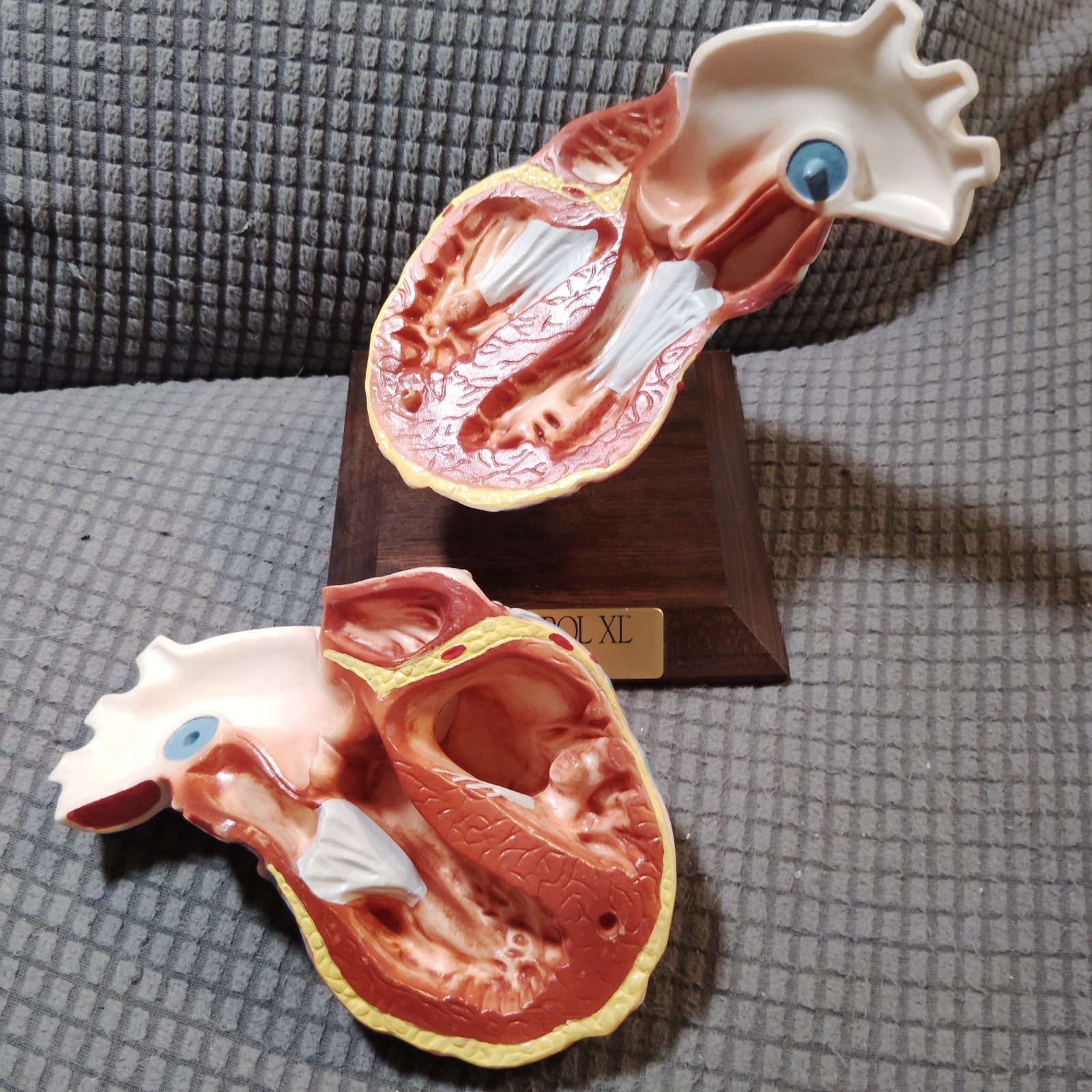 Vintage Anatomical Human Heart Model 2-Part Dissectible Medical Oddity Decor
