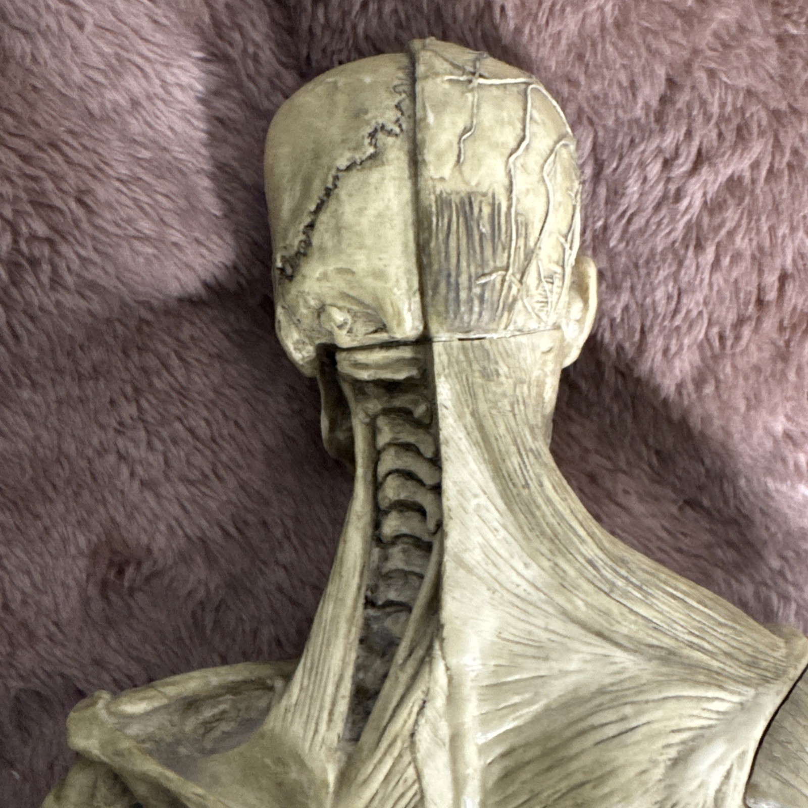 Andrew Cawrse Ver. 1 Human Anatomy Male Original Sculpted & Painted 161 of 2000