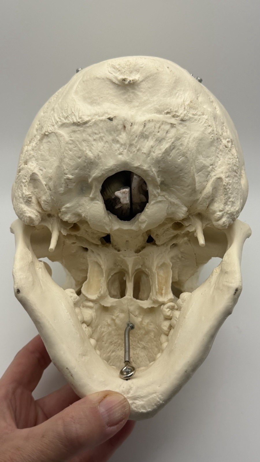 Human Skull with Brain, 11 Piece Life-Size Anatomical Model, Medical Curiosities