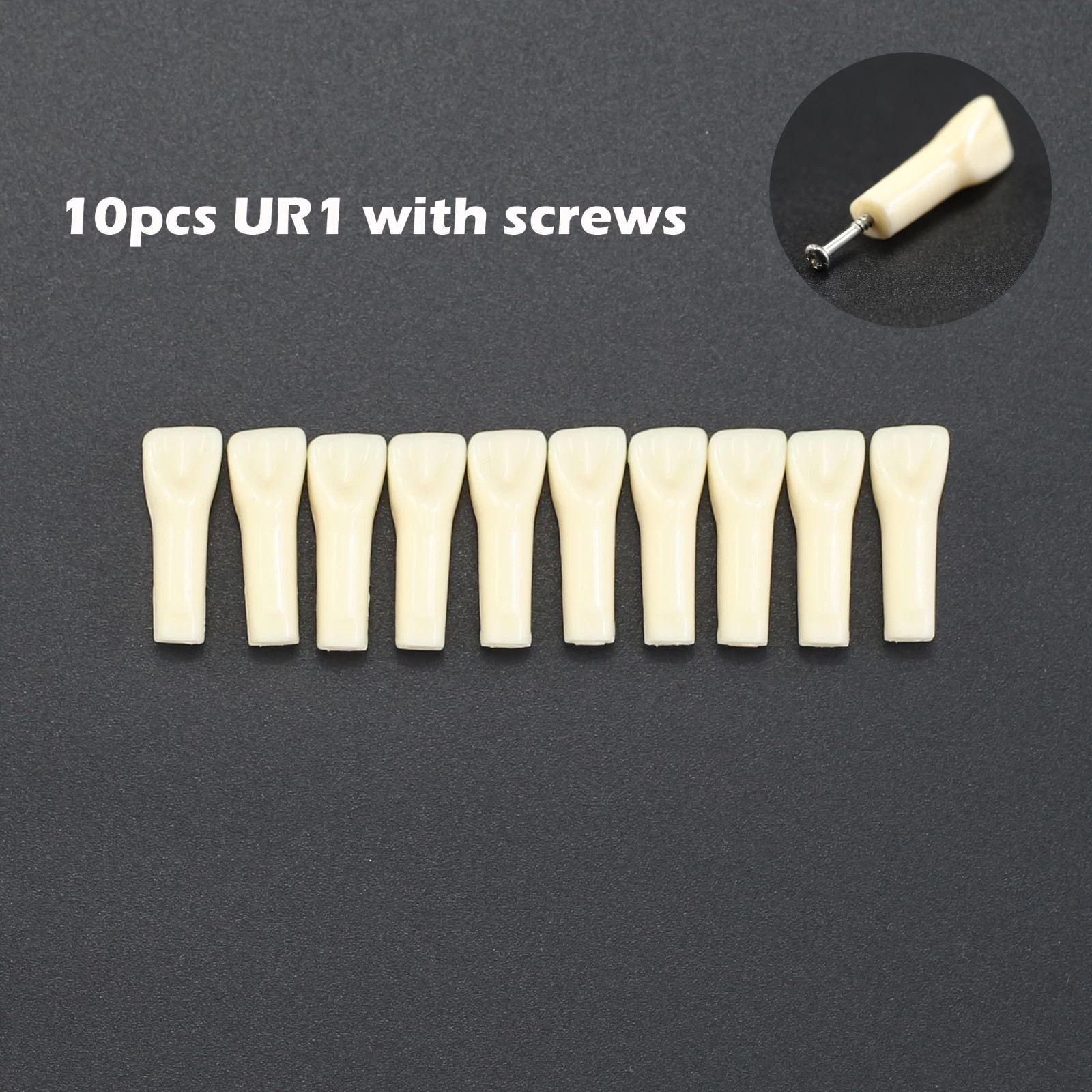 Kilgore NISSIN 200 Dental Typodont Individual Teeth Replacement for 32 Teeth