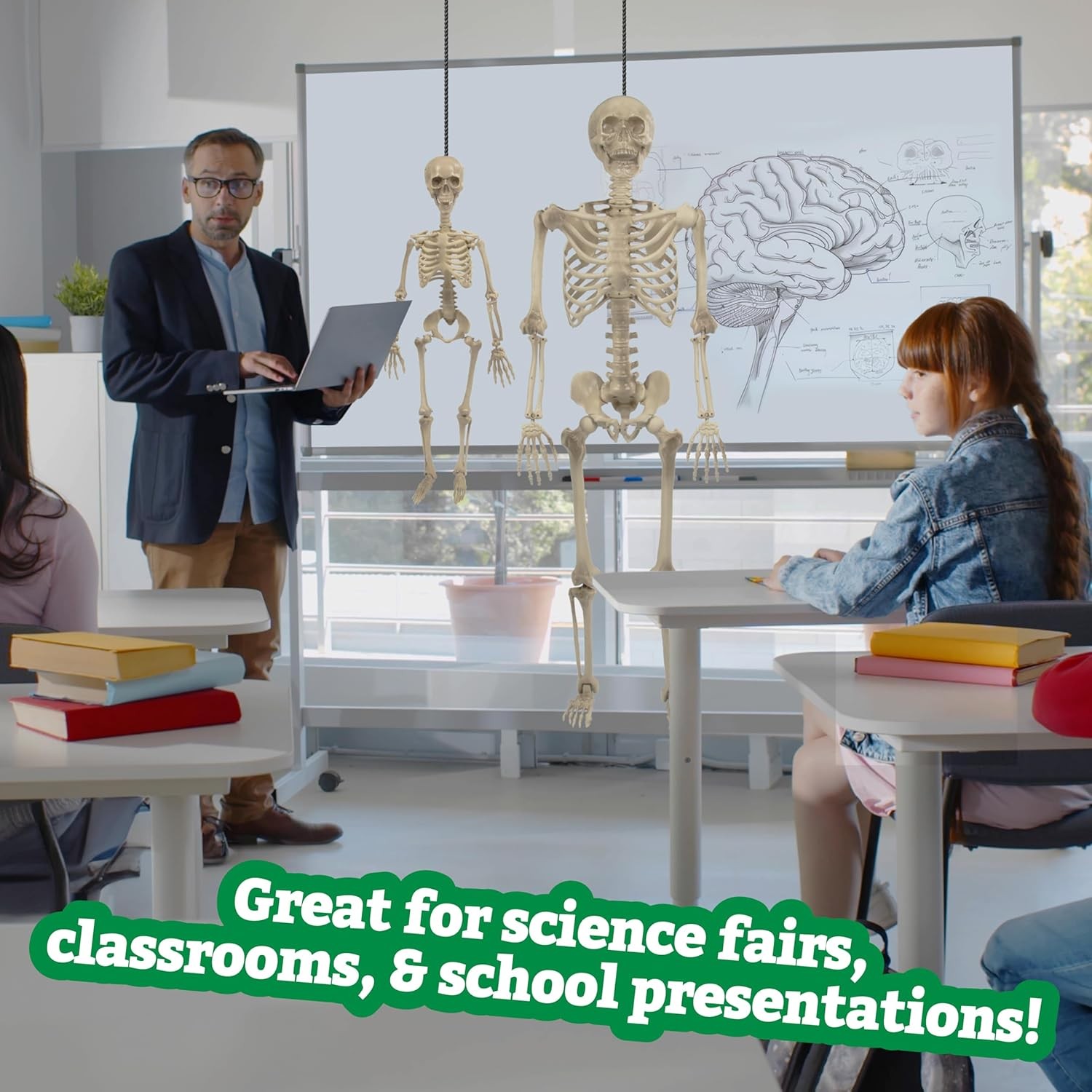 Life Size Human Skeleton Model for Anatomy Study- Scientific Body w Gray
