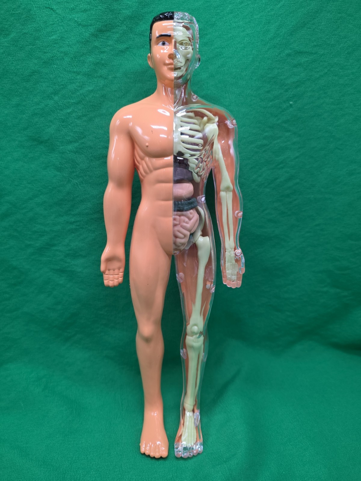 Human Body Model Anatomy Heart Skeleton Lungs Student 11.5″