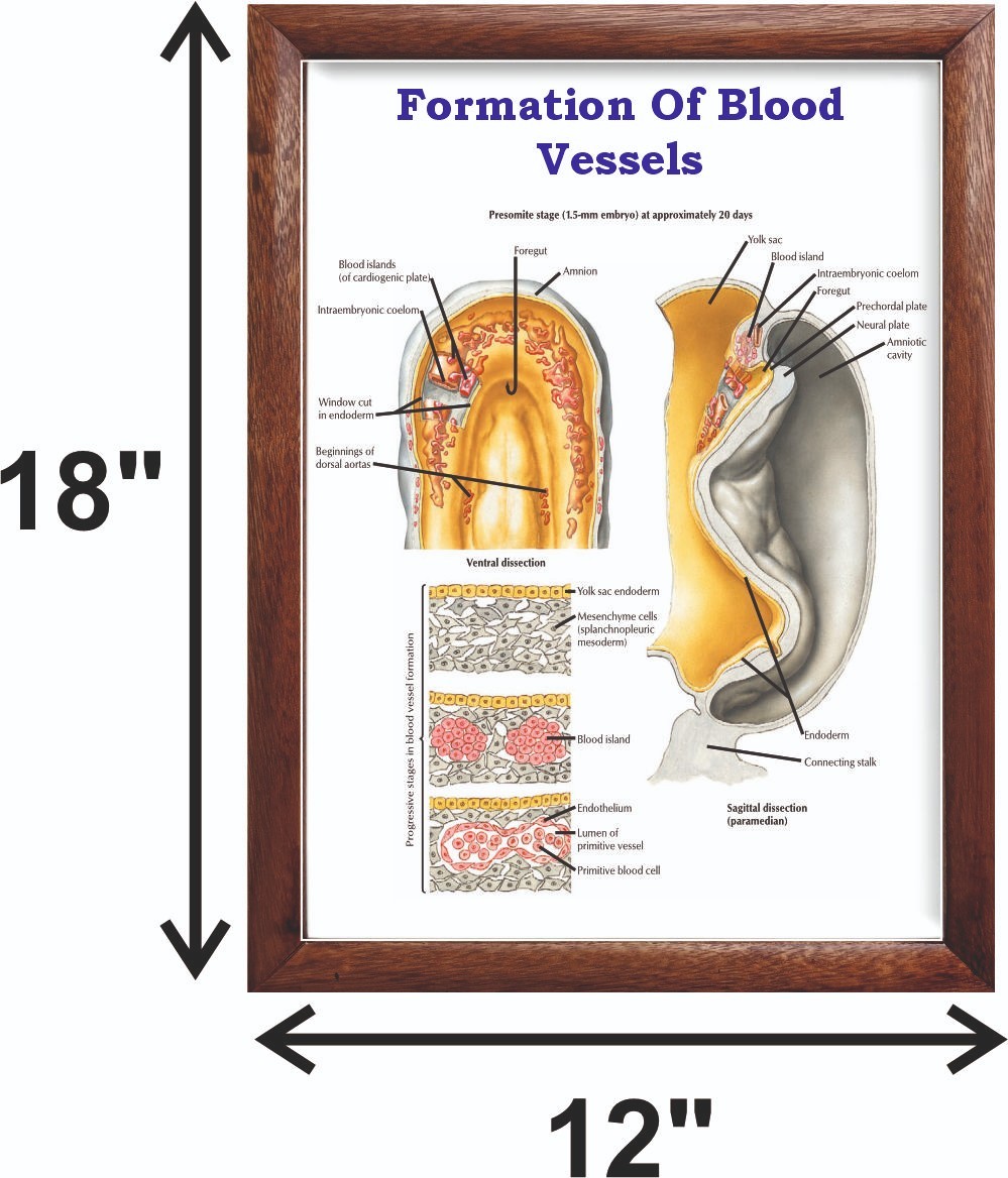Formation Of Blood Vessels Chart 12×18 inches