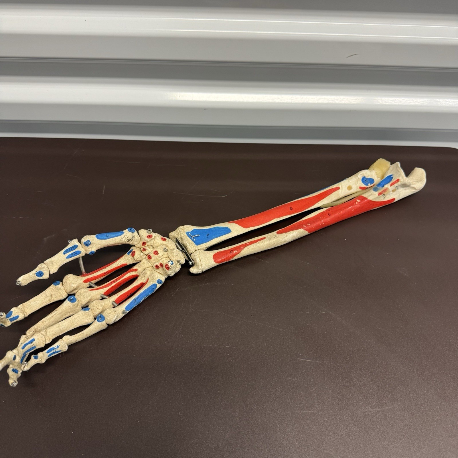Human Arm Anatomical Skeleton Model Hand Bones Tendons Painted