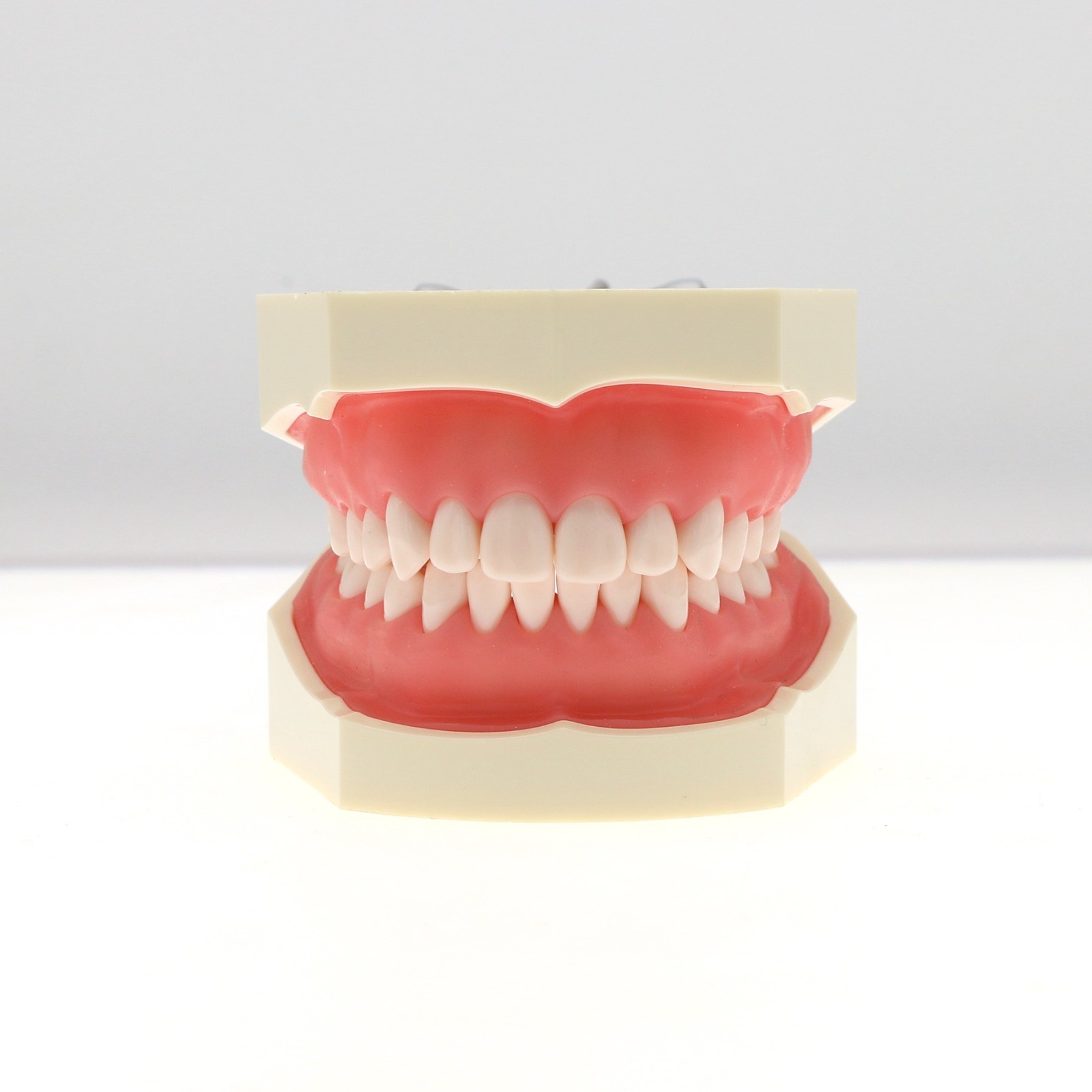 Dental Typodont Teeth Model fit Kilgore NISSIN 200/500 Type With Removable Teeth