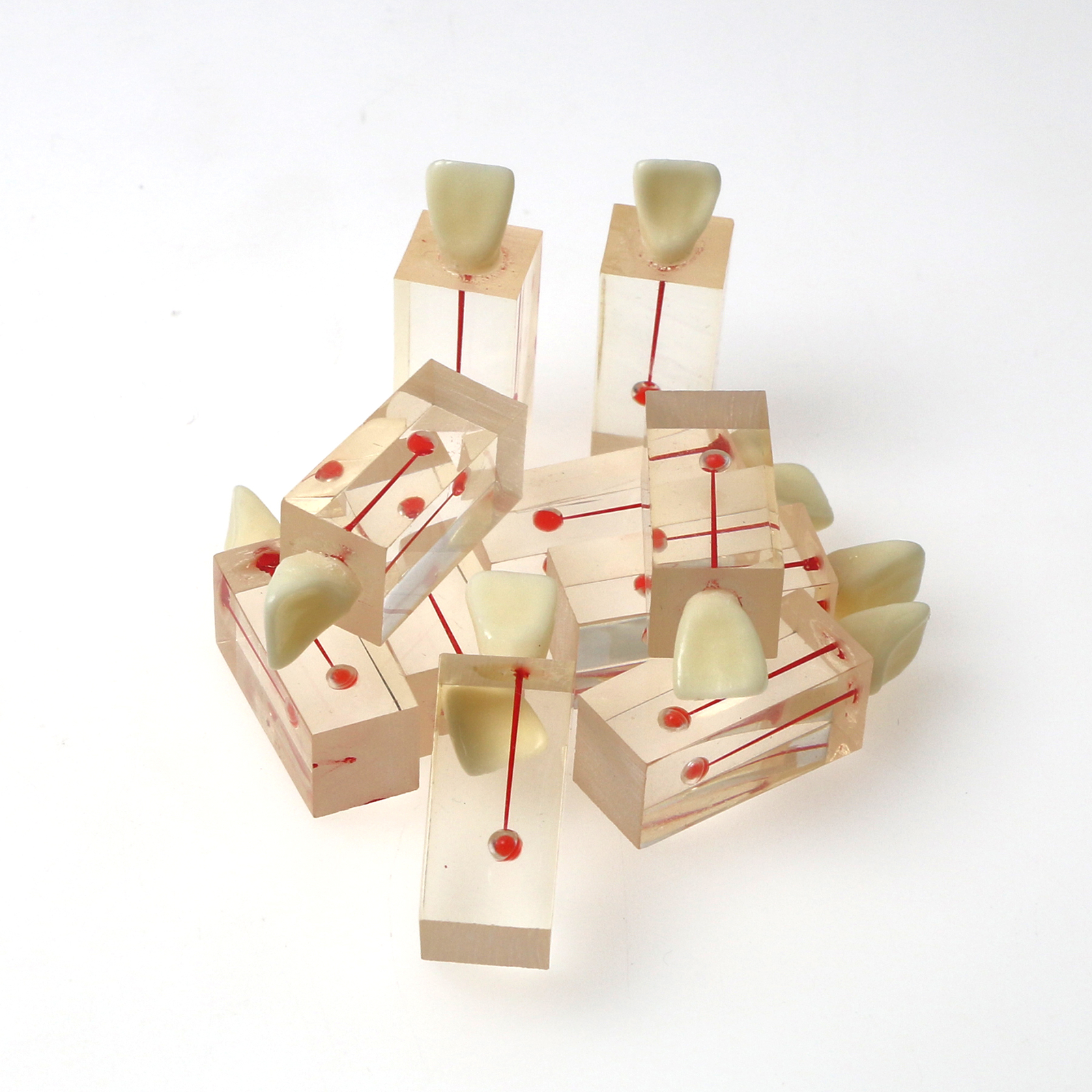 10Pcs Dental Endo Root Canals Teeth Model Practice Block RCT Pulp Cavity Study