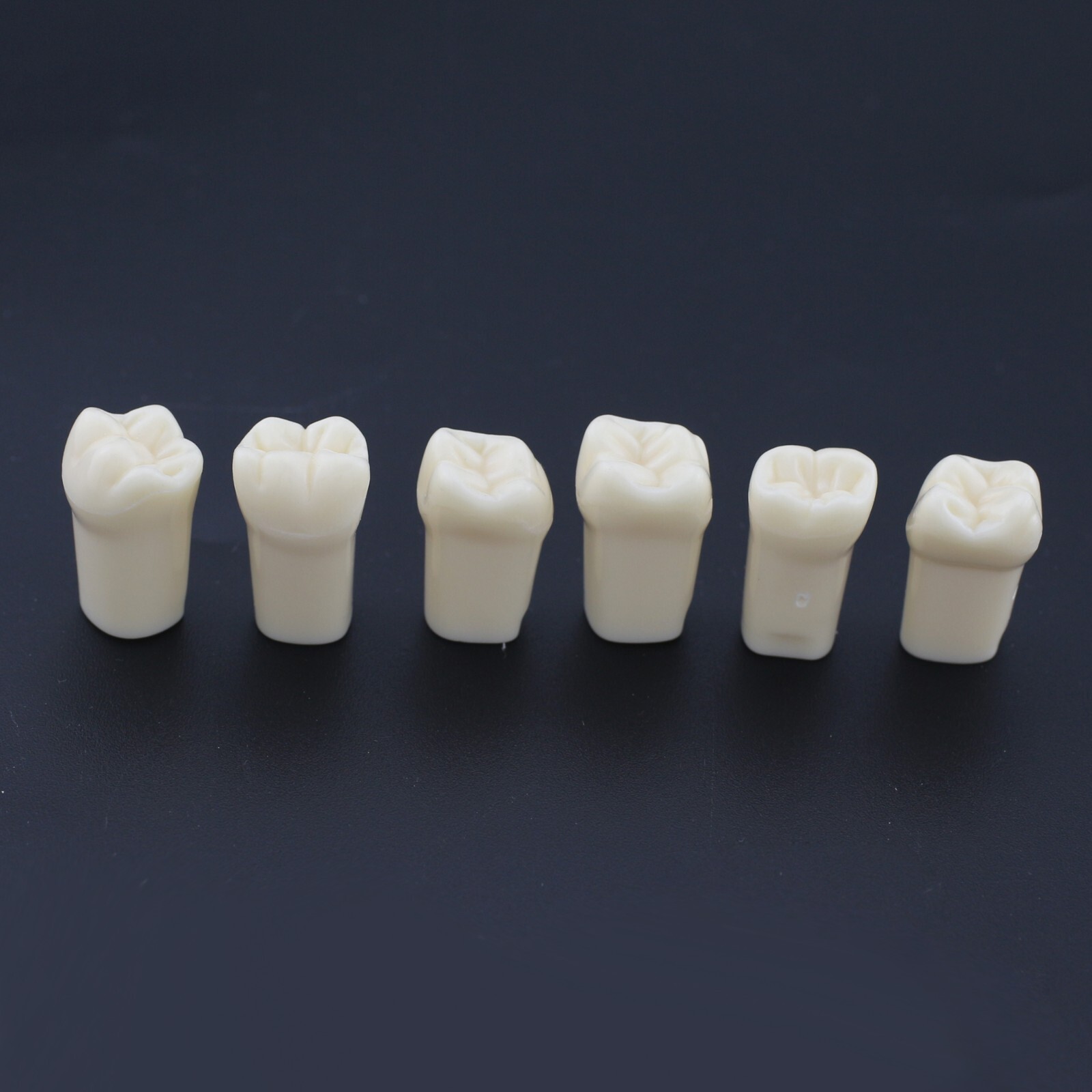 US Kilgore Nissin 200 Type Dental Typodont Model 32pcs Removable Teeth