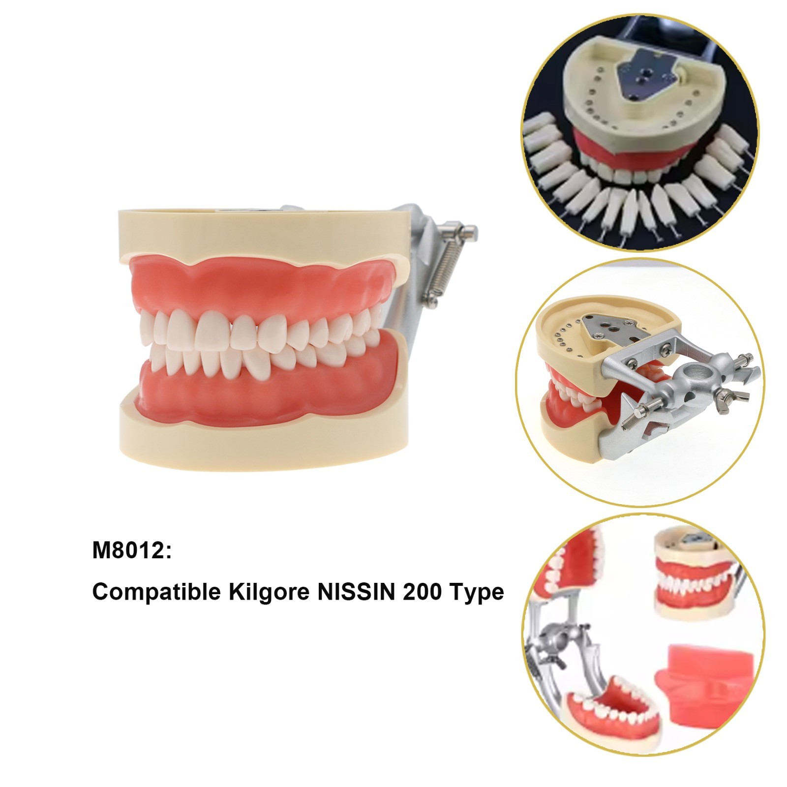 Fit 200/500 Type Kilgore NISSINDental Typodont Teeth Model With Removable Teeth
