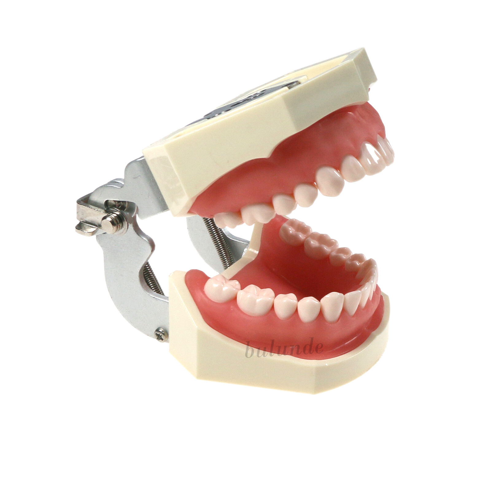 Dental Typodont Teeth Model fit Kilgore NISSIN 200/500 Type With Removable Teeth