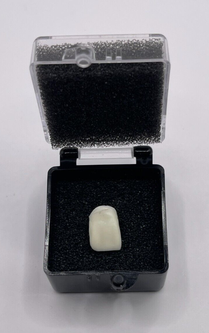 50 Pack, 1″ Black Crown Foam Case Container Hinged Display Box Jewelry Teeth