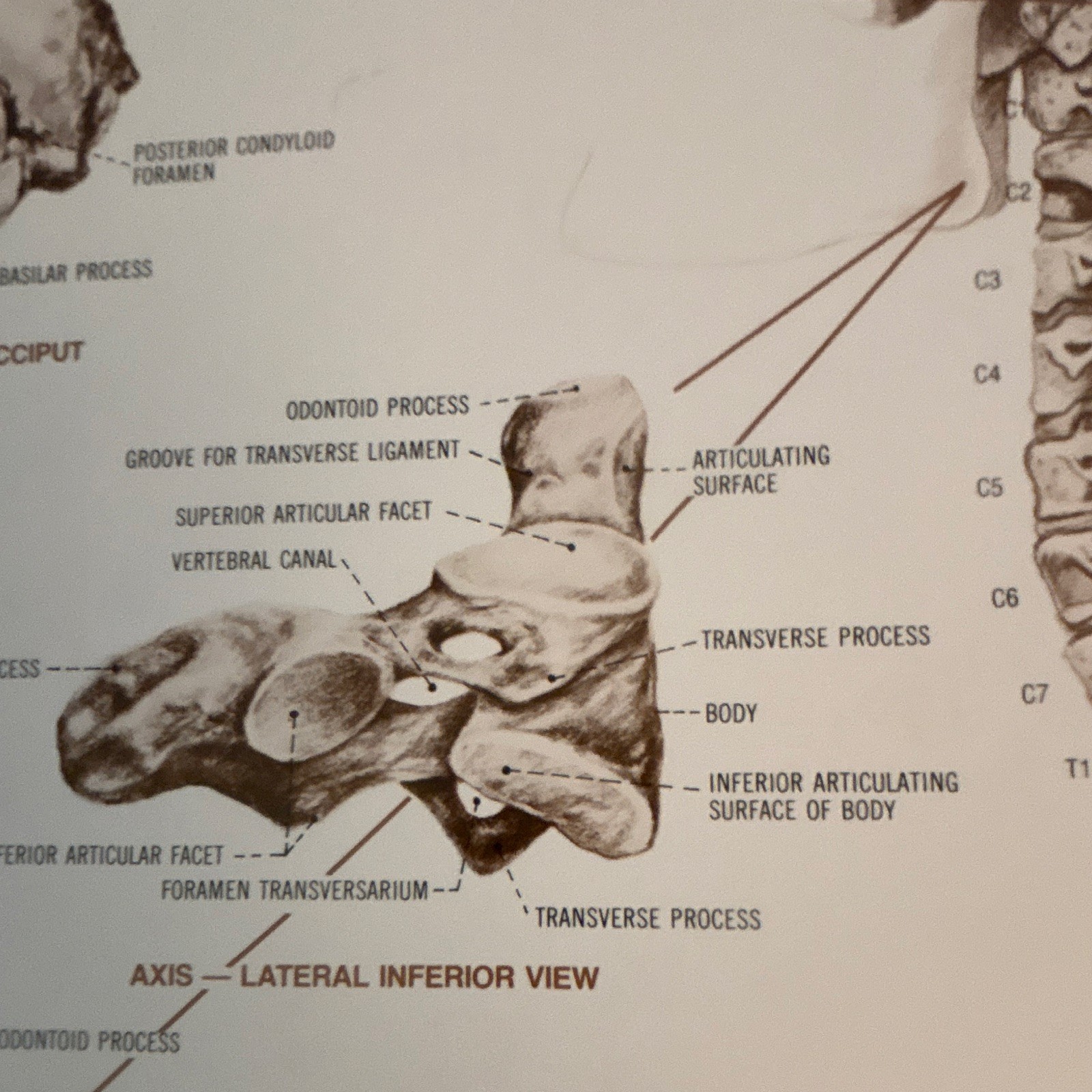 Anatomical Chart Co. The Vertebral Column Anatomical Chart Orthopedics 1980
