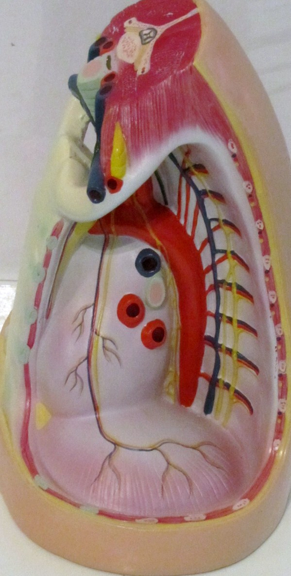 Throat Section Anatomical Model Trachea Larynx Mediastinum Neck Blood Vessels