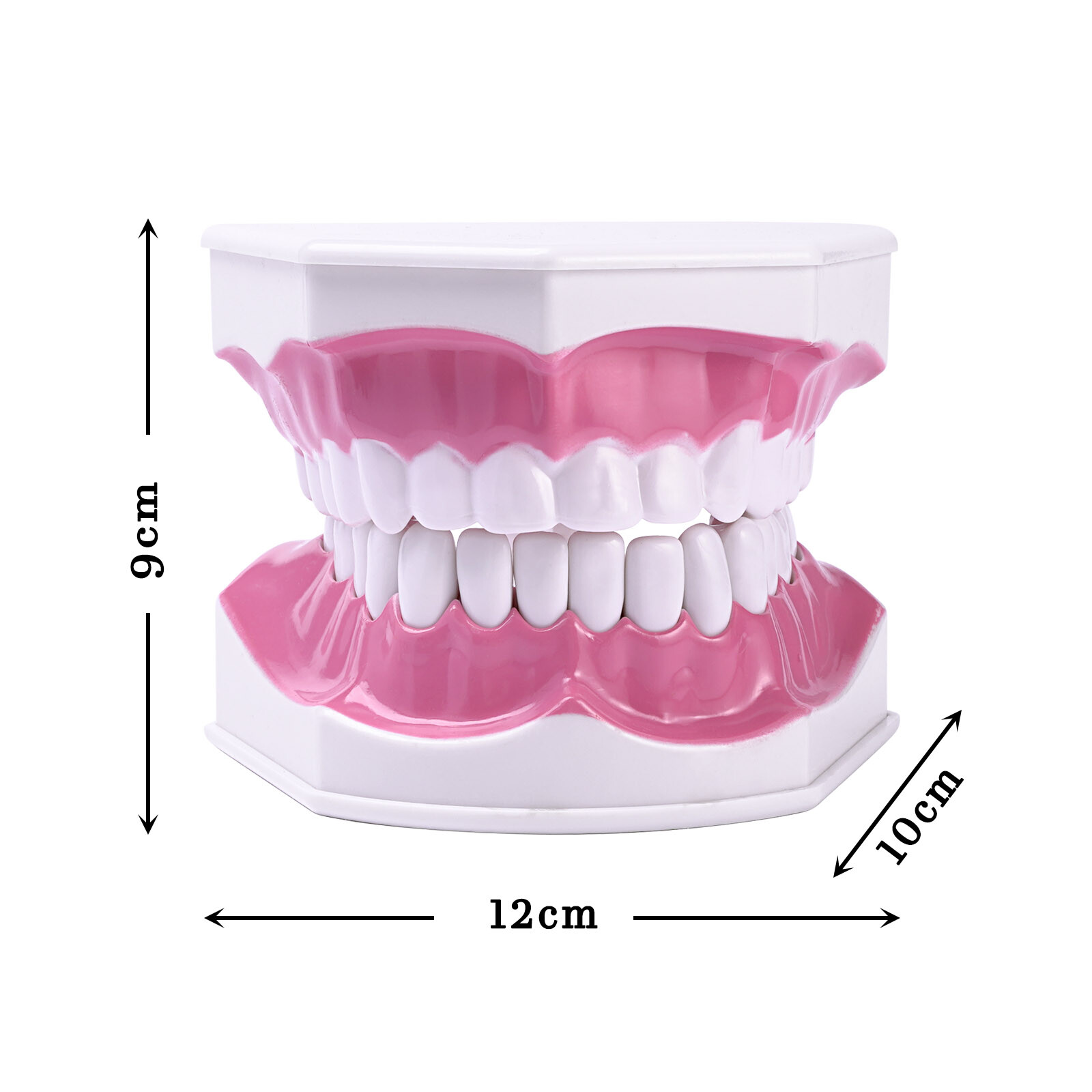 2 Times Enlarge Dental Teeth Model Includes Toothbrush Dental Education Supplies
