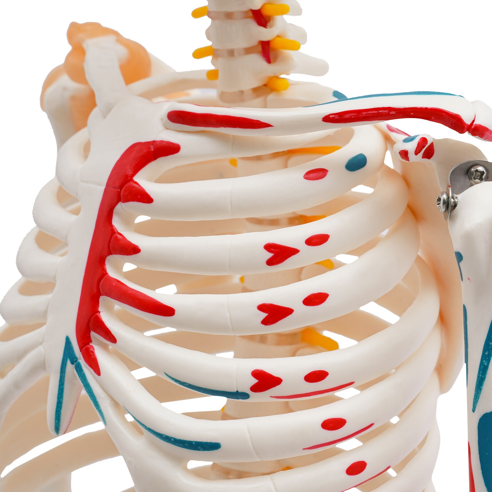 34″ Hanging Style Human Skeleton Model For Doctors’ Office or Anatomy Classroom