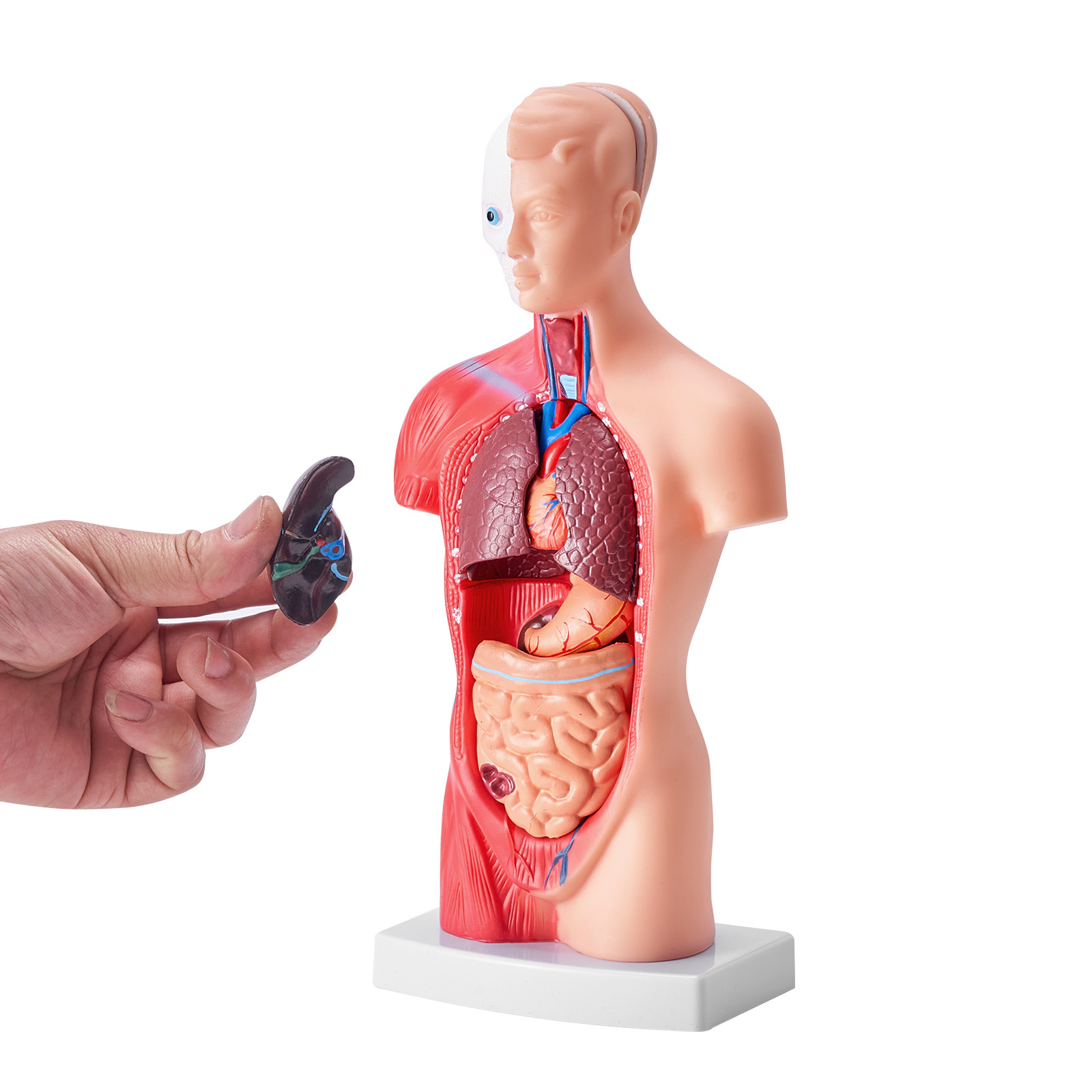 VEVOR Anatomical Human Torso Body Model Anatomy Internal Organ 11″ 15 Parts