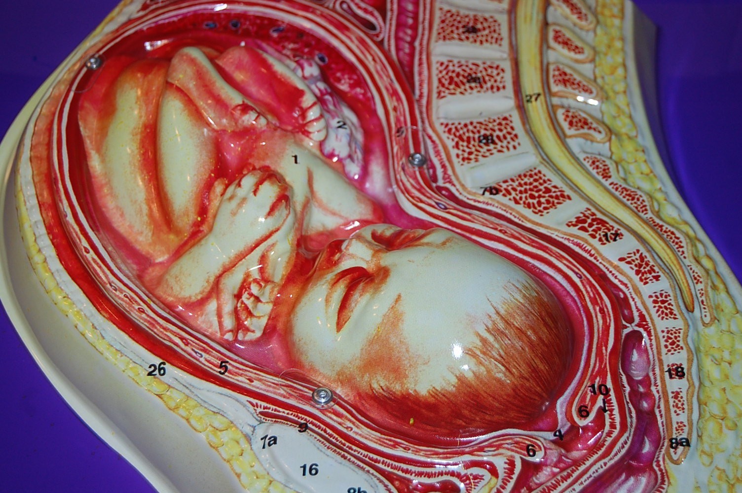 Full Term Fetus Model Activity Set – 24″ x 18″ HUBBARD