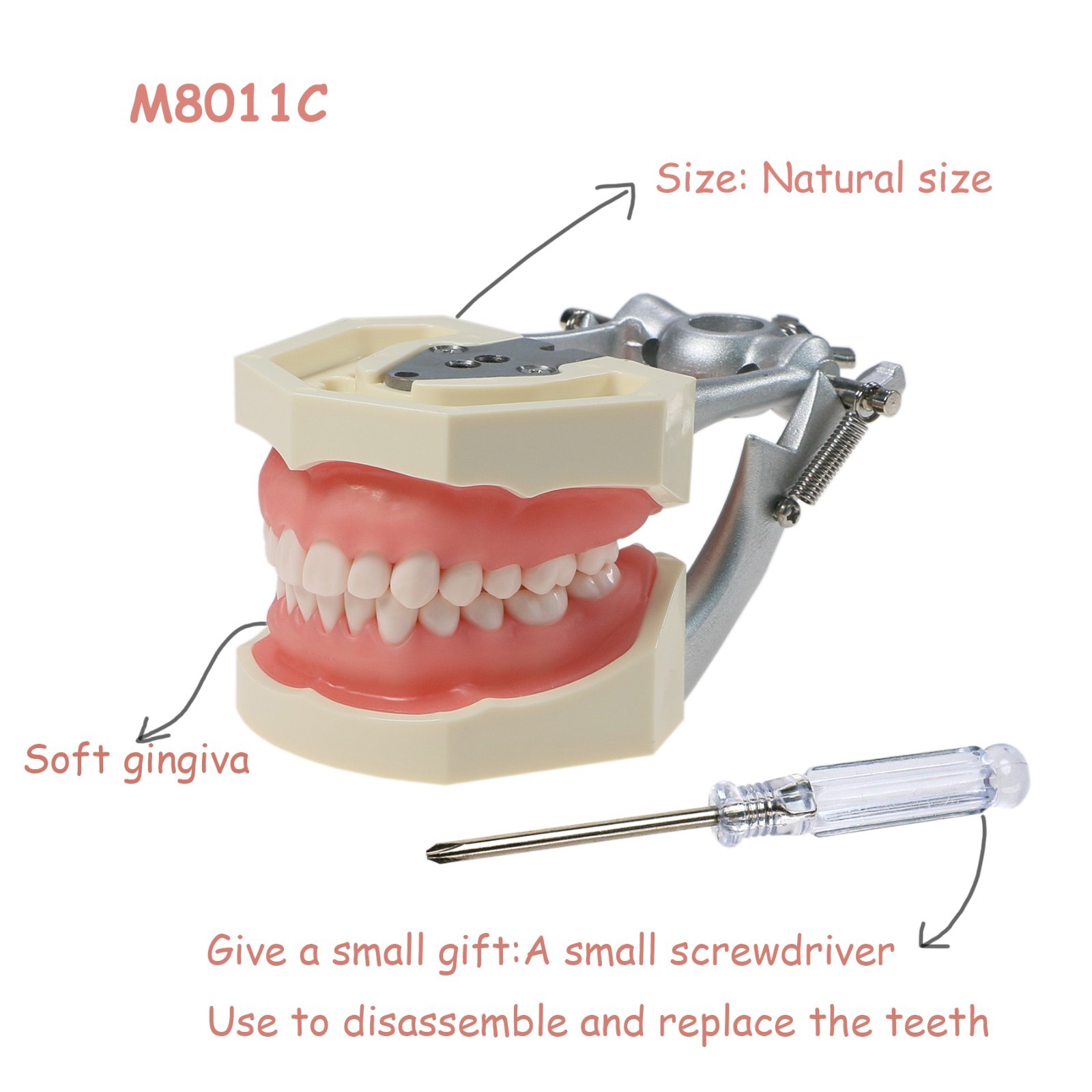 US Dental Typodont Model Mounting Pole Compatible with Columbia/Kilgore/Nissin