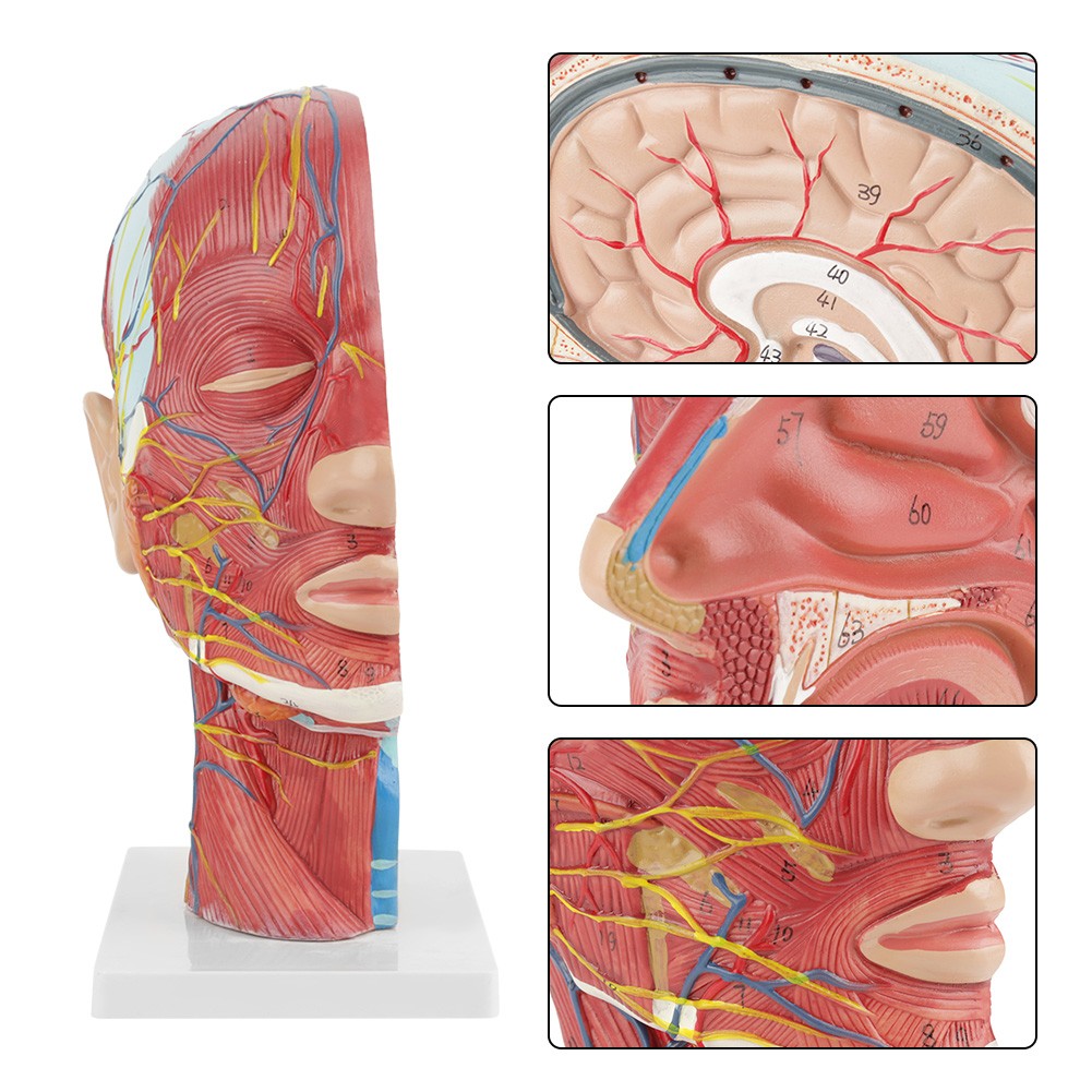 Anatomical Human Head Brain Neck Section Model Life-Size Study Aid For