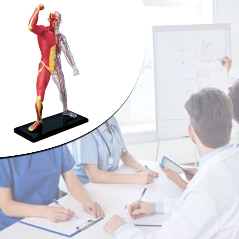 Human Muscle Anatomy Model Body Medical Science Model for Education Teaching