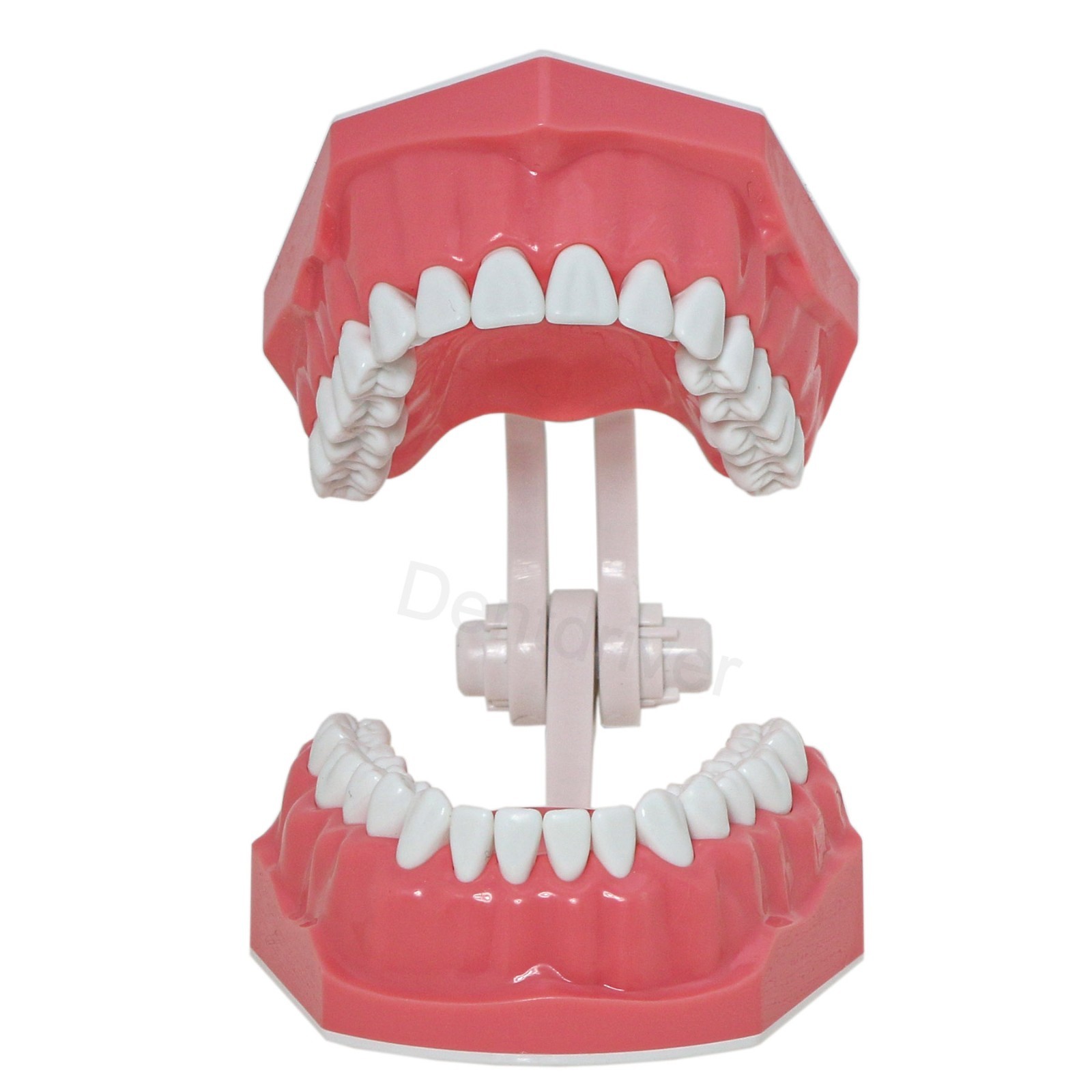 US 1:1 Typodont Teeth Model M7010-1 for Brushing Flossing Practice Teaching