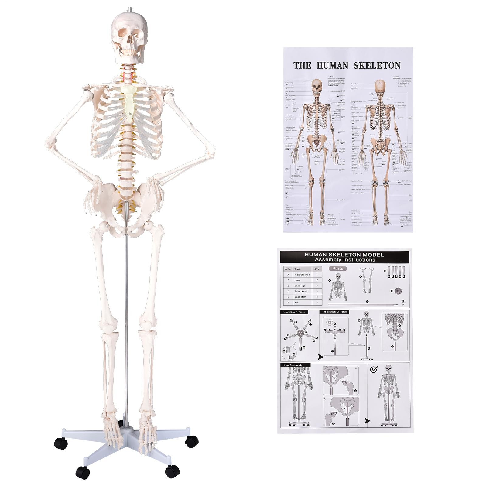 Human Skeleton Model Anatomical Skeleton Life Size with Muscle Points
