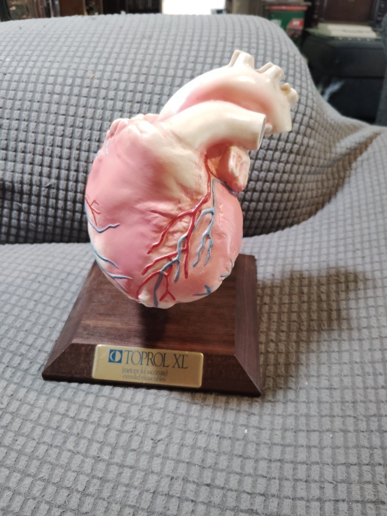 Vintage Anatomical Human Heart Model 2-Part Dissectible Medical Oddity Decor