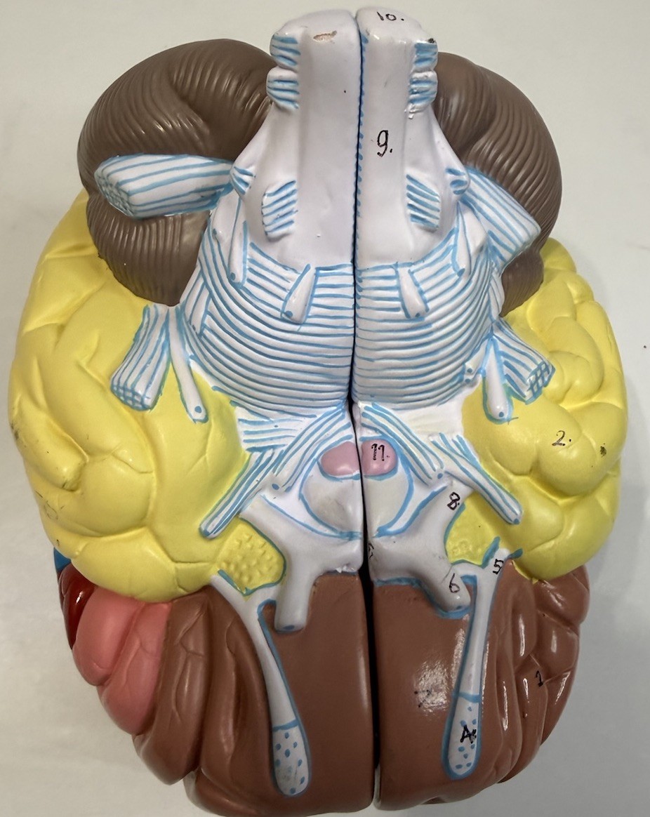 Human Brain Anatomical Model Life-Size, Color-Coded Partitioned Brain